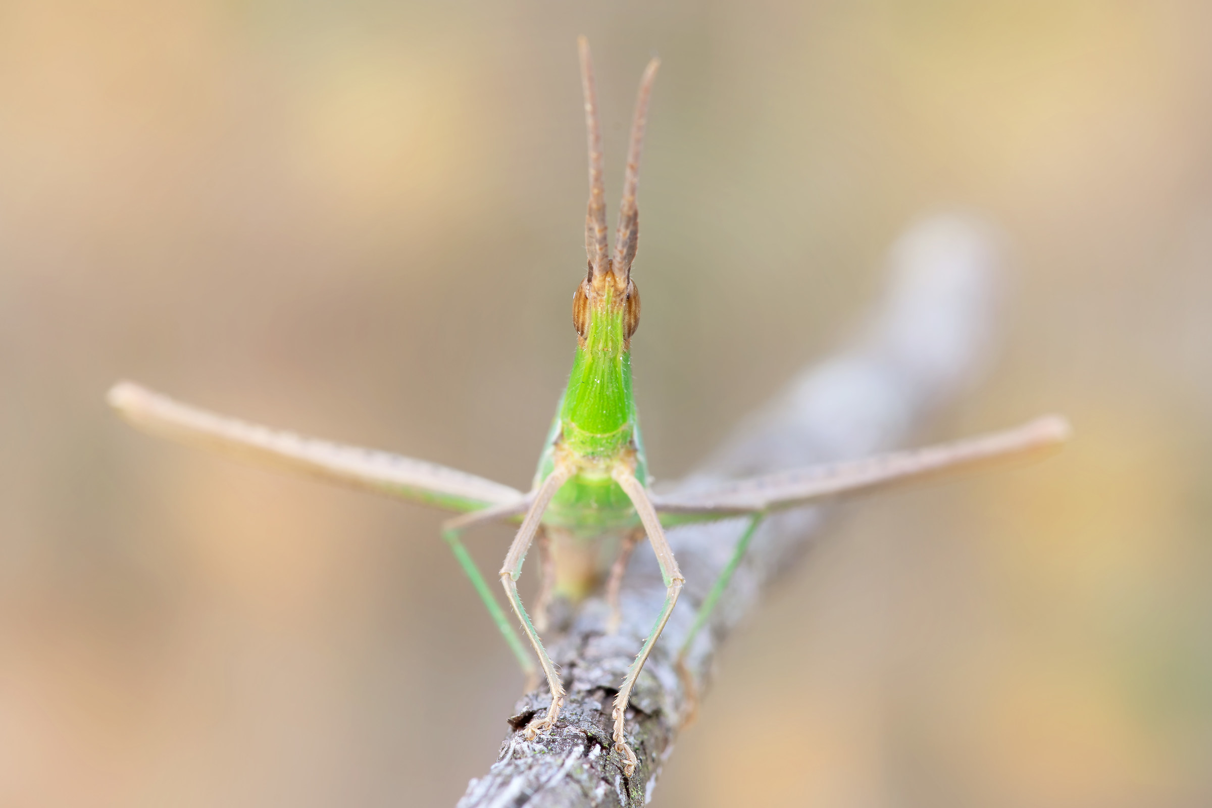 Acrida Hungarian Mediterranea (Dirsh, 1949)