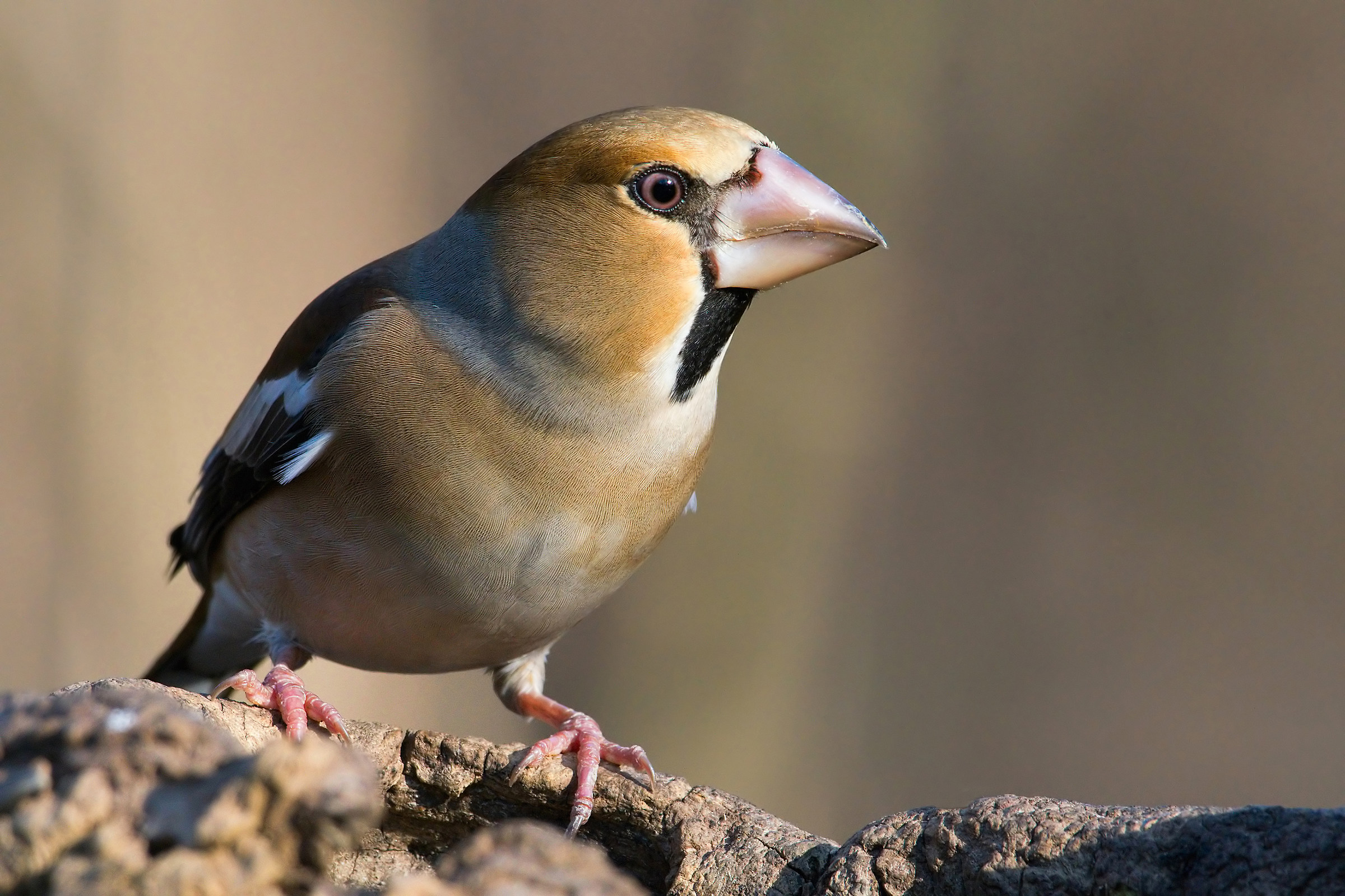 Hawfinch.