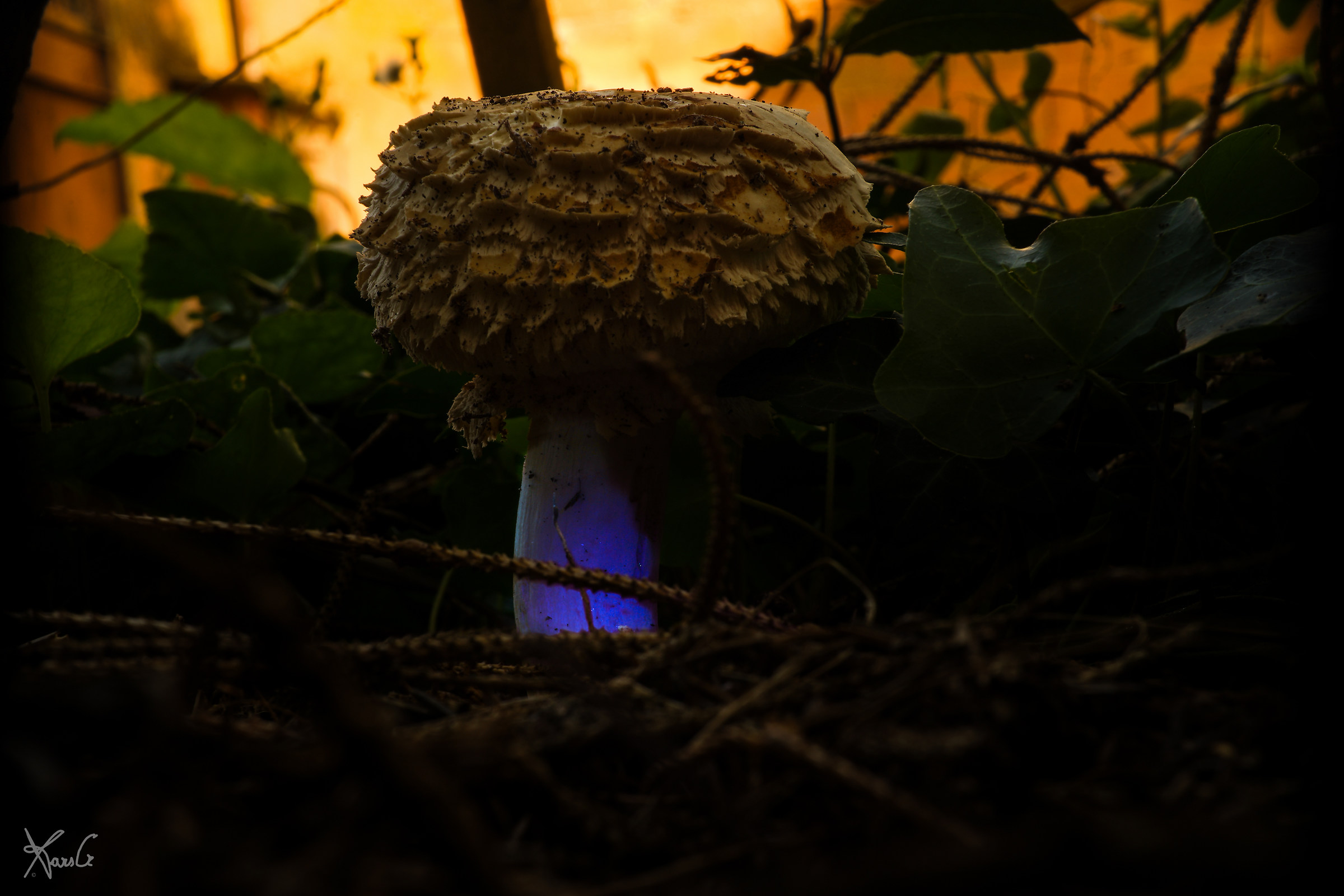 Alchemic Mushroom of Mars