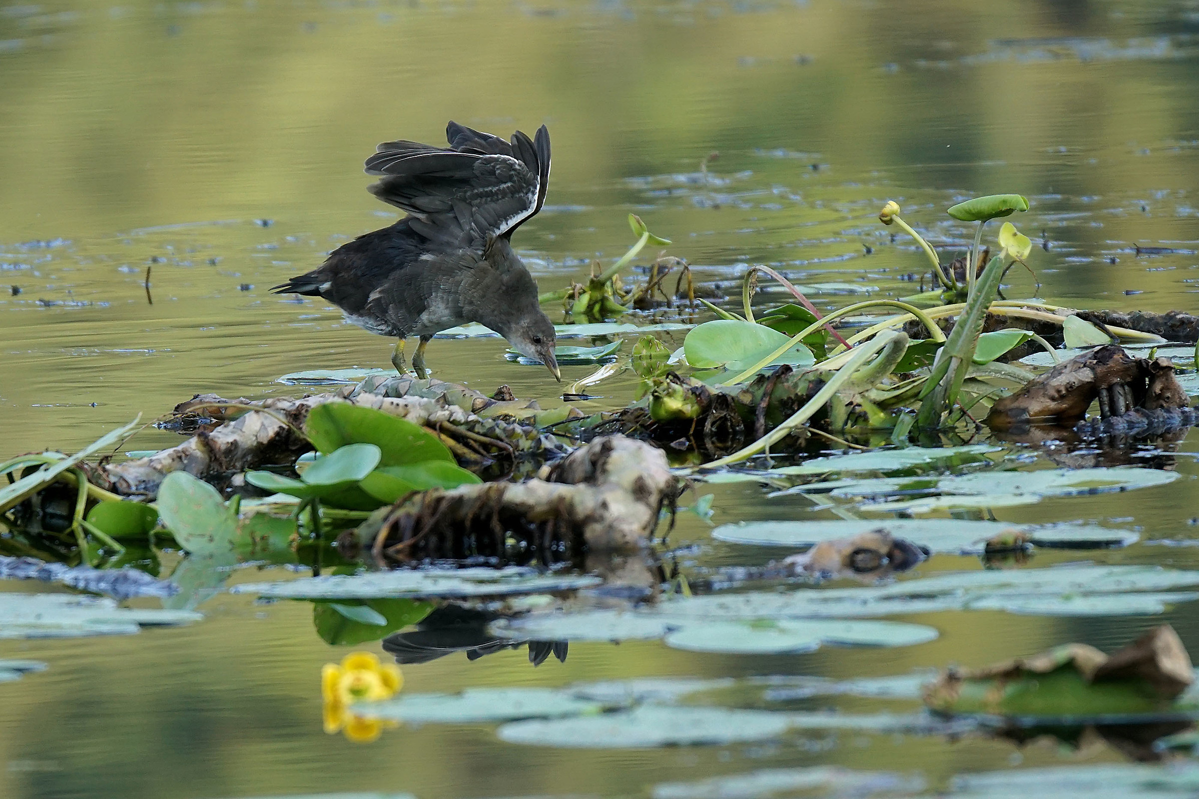Small of water Gallinule