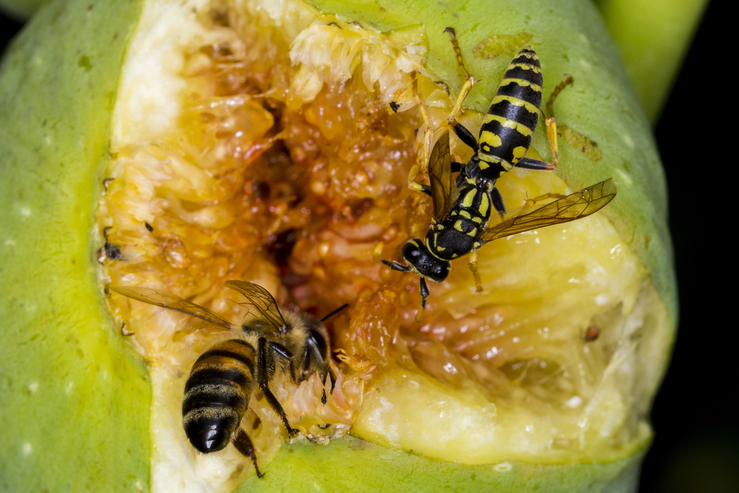 Bee and Wasp on fig