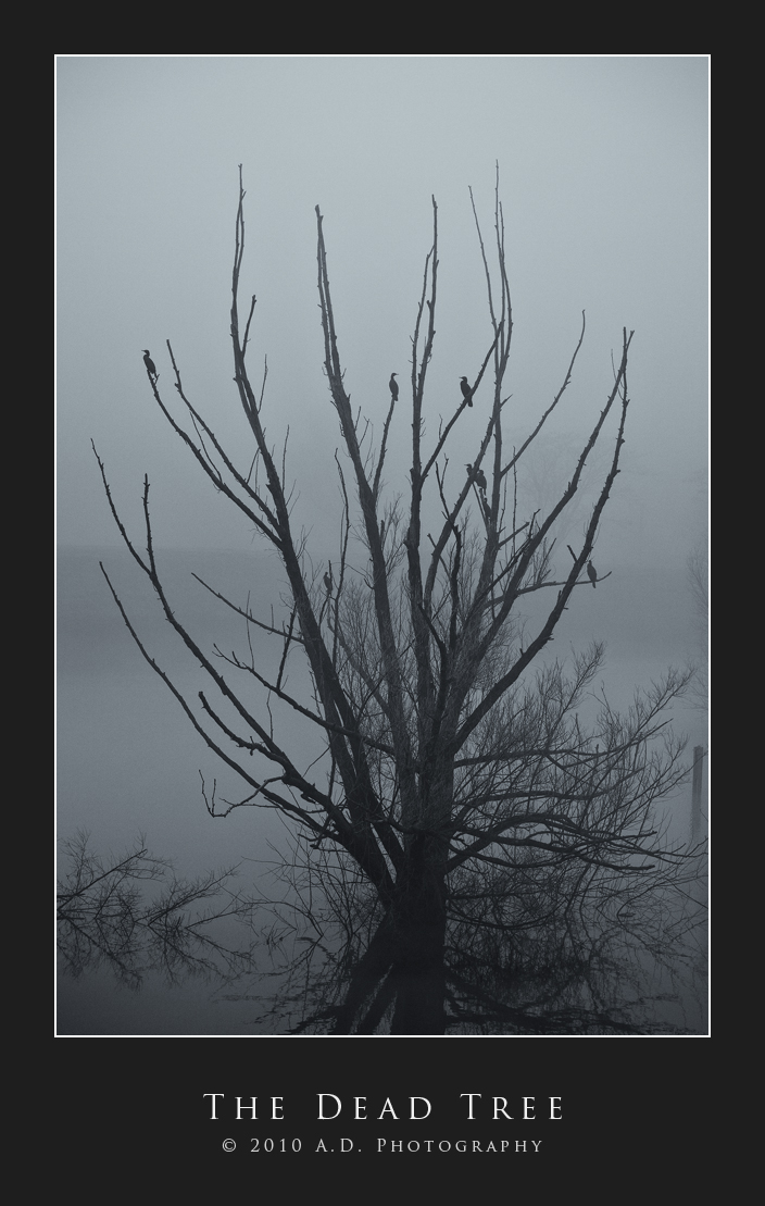 The Dead Tree