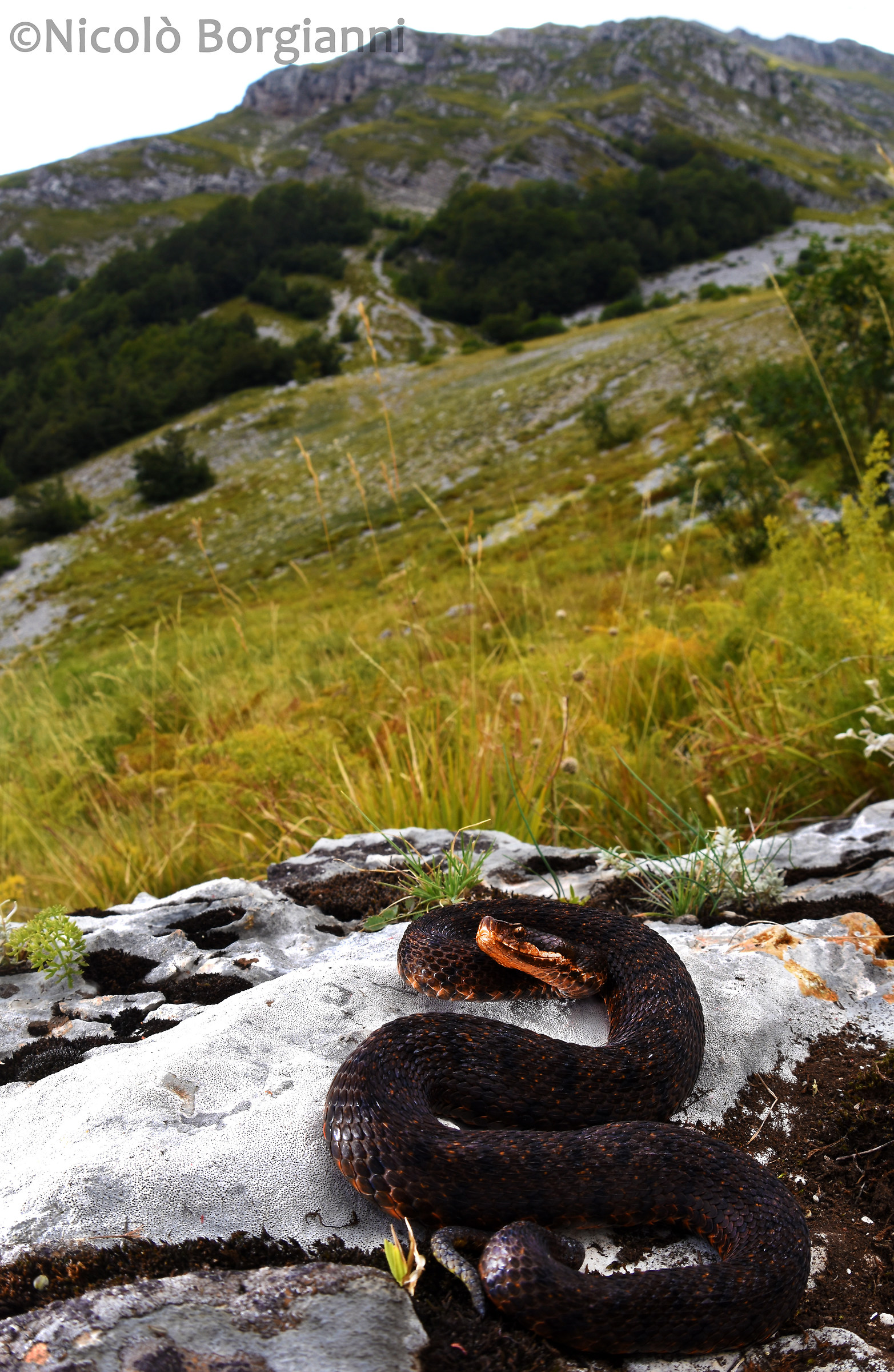 Vipera melanotica