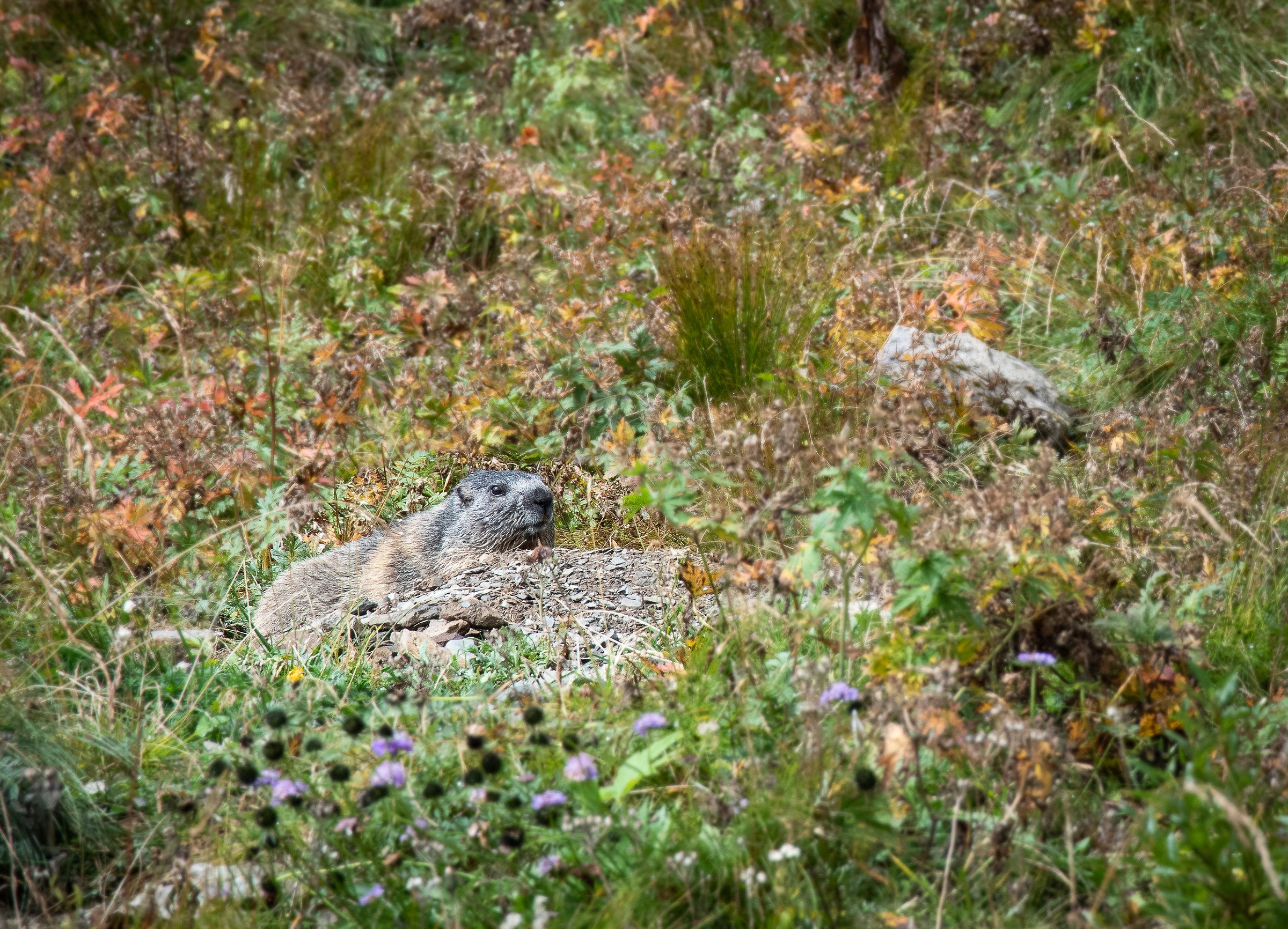 Marmot