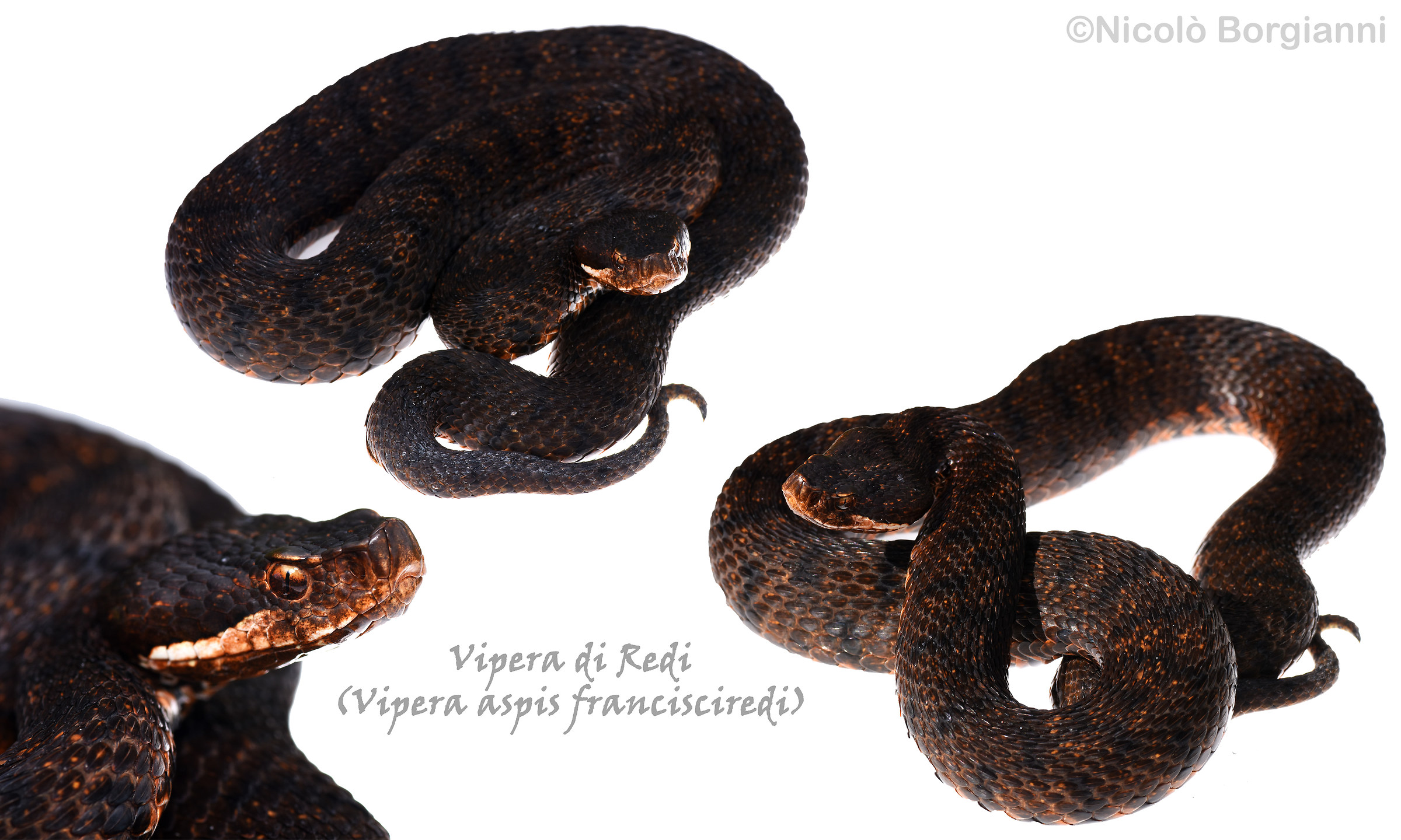 Vipera di Redi (esemplare melanotico)