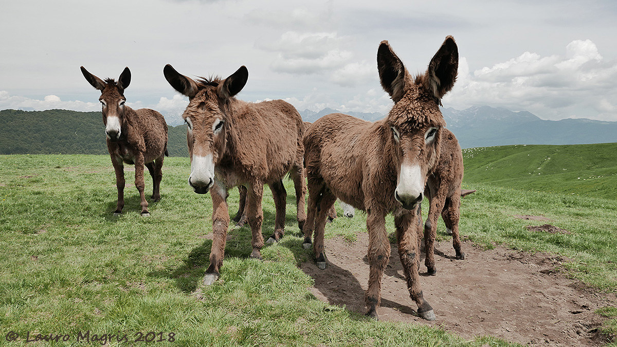 Che orecchie grandi ...