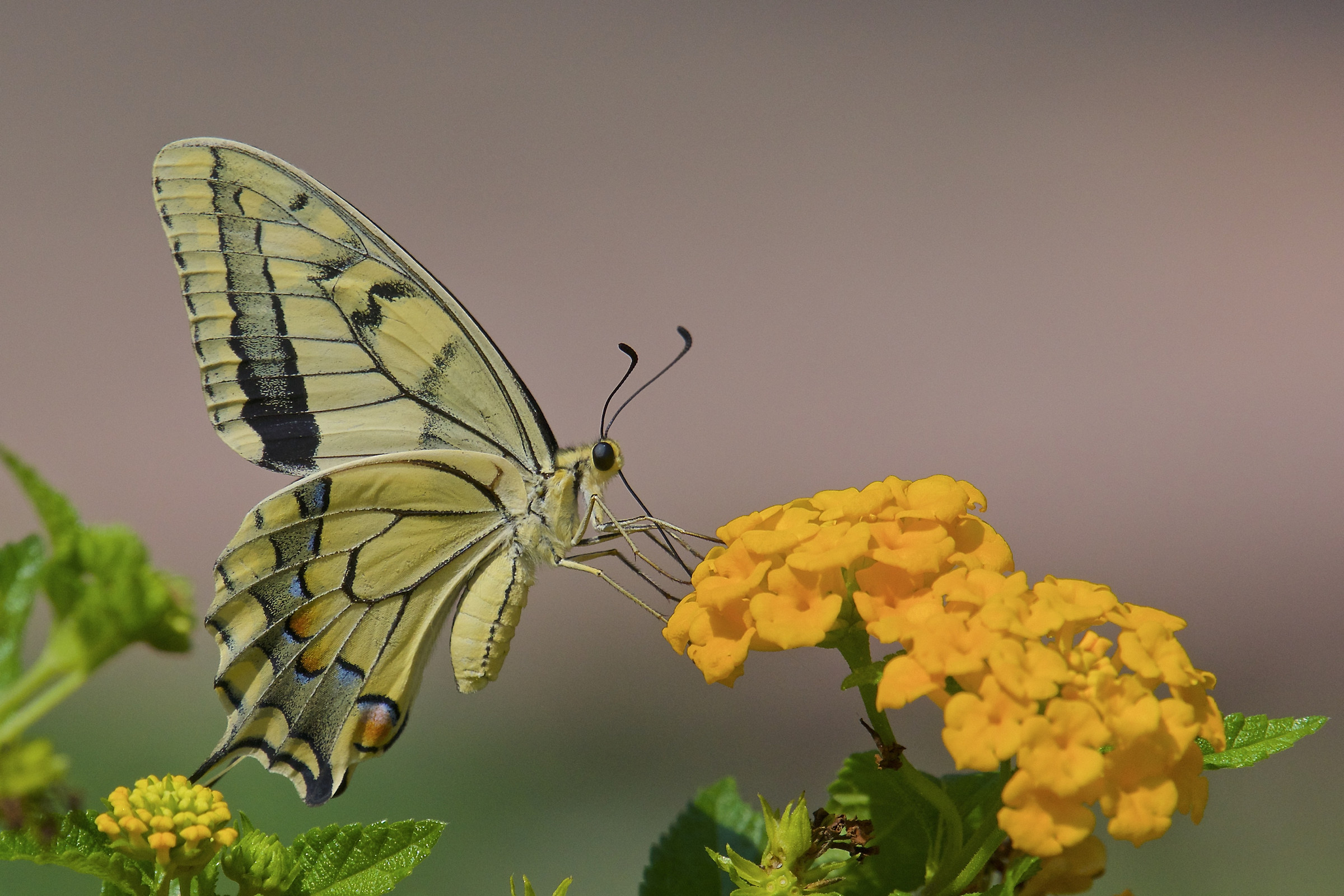 Swallowtail