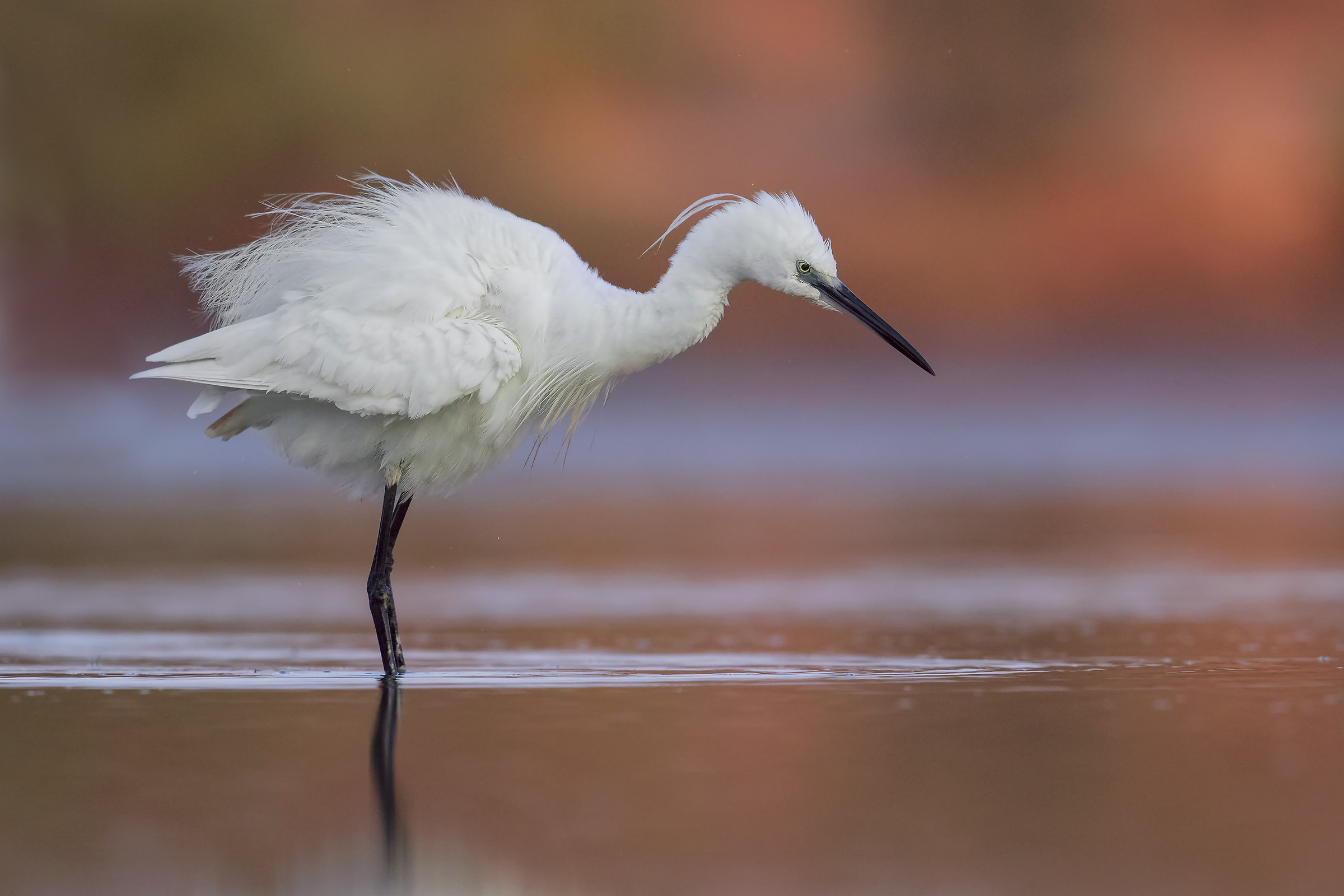 L'aurora..ha l'oro in bocca!