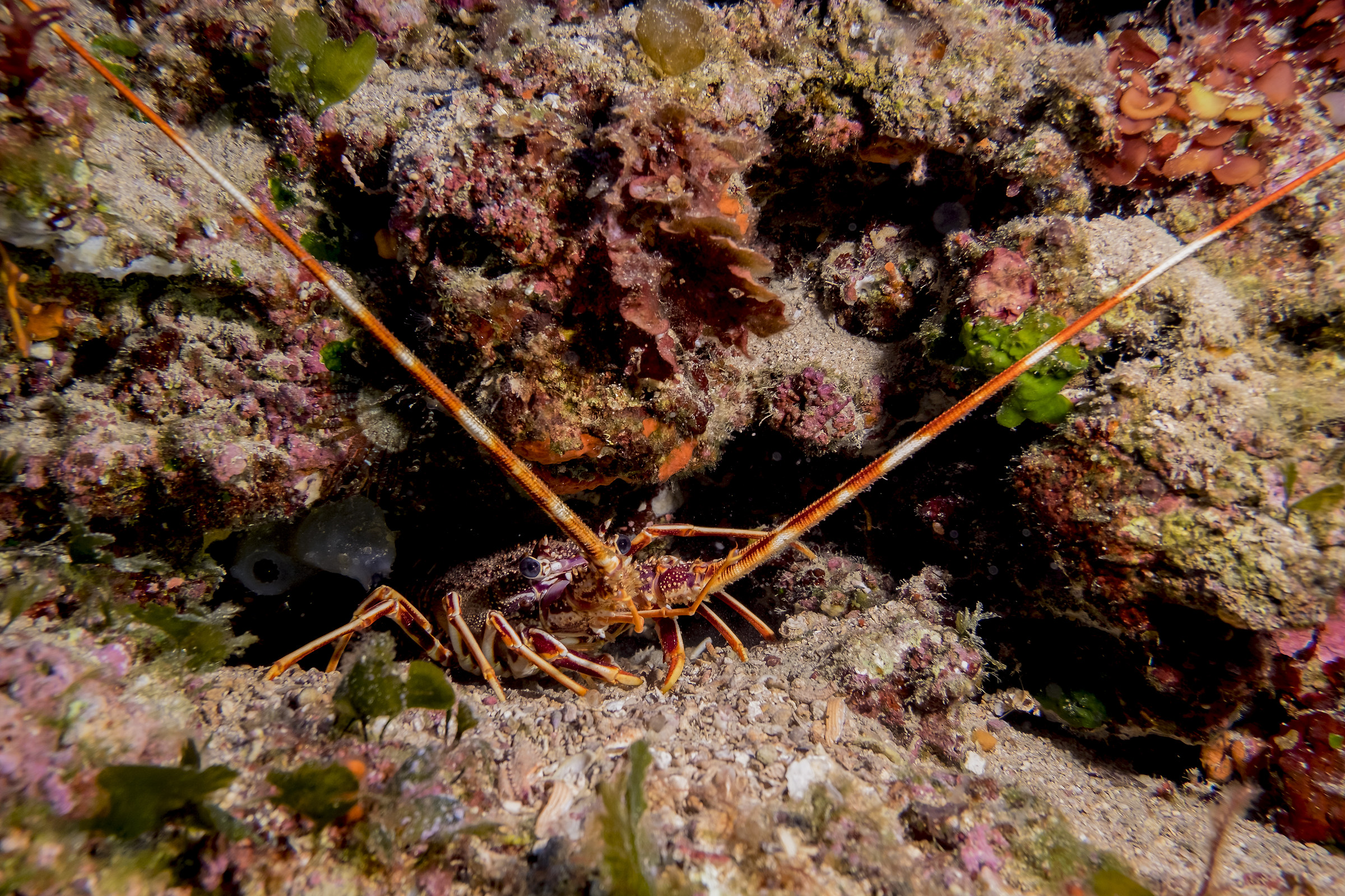 sulla porta di casa prima di andare al Ristorante .....