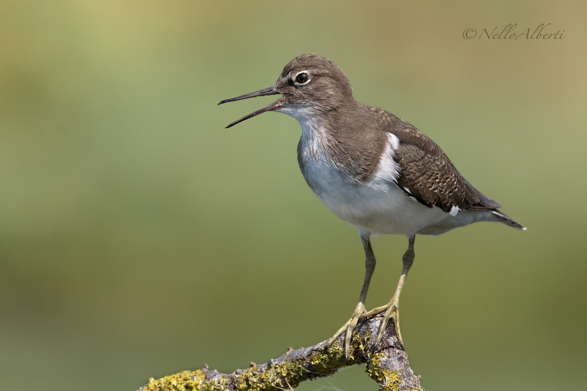 Pyro Pyro Piccolo in HD Sept. 2018
