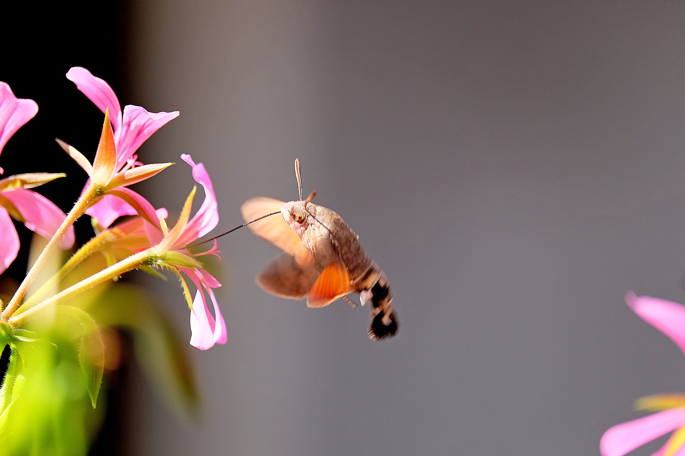 Macroglossum stellatarum