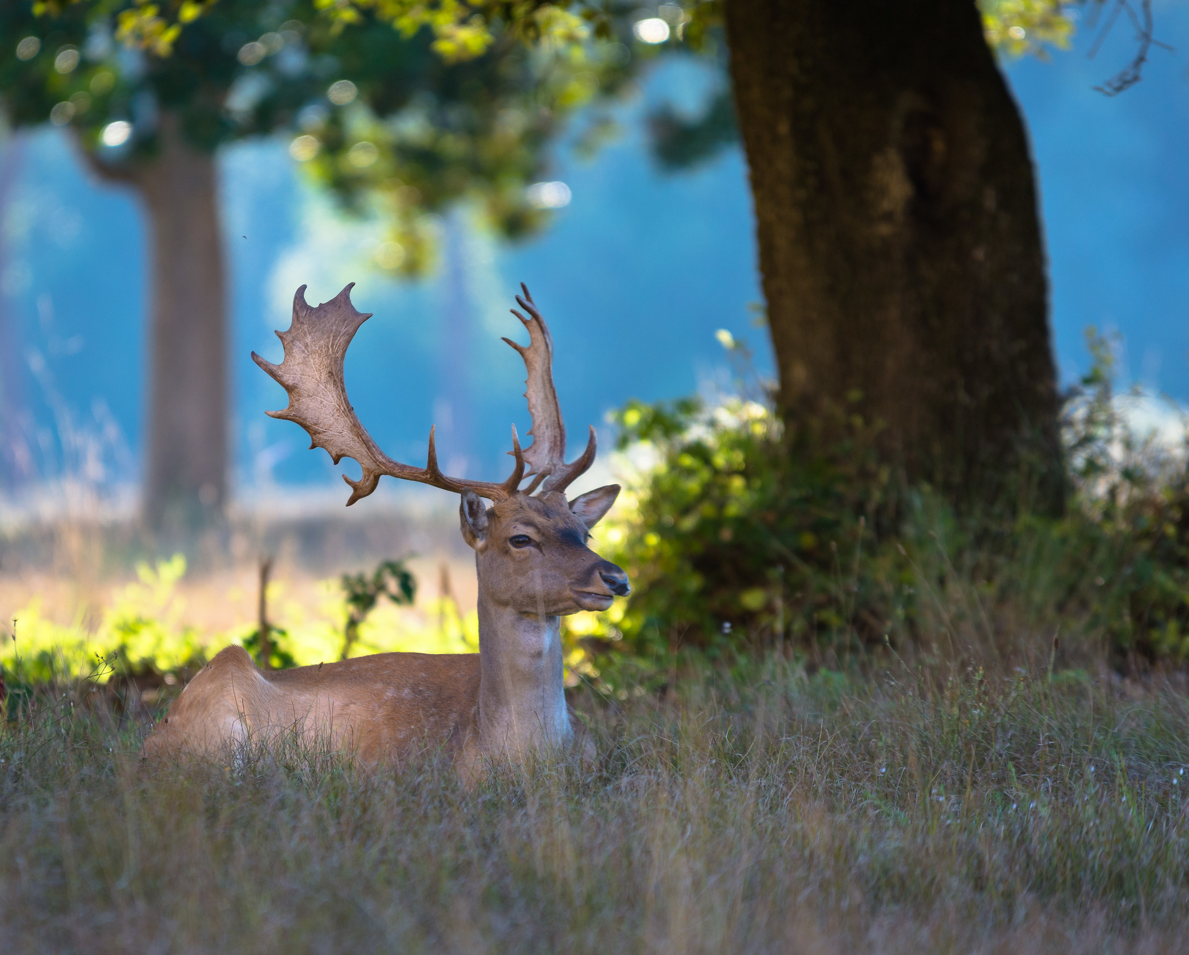 Rilassandosi all'ombra....