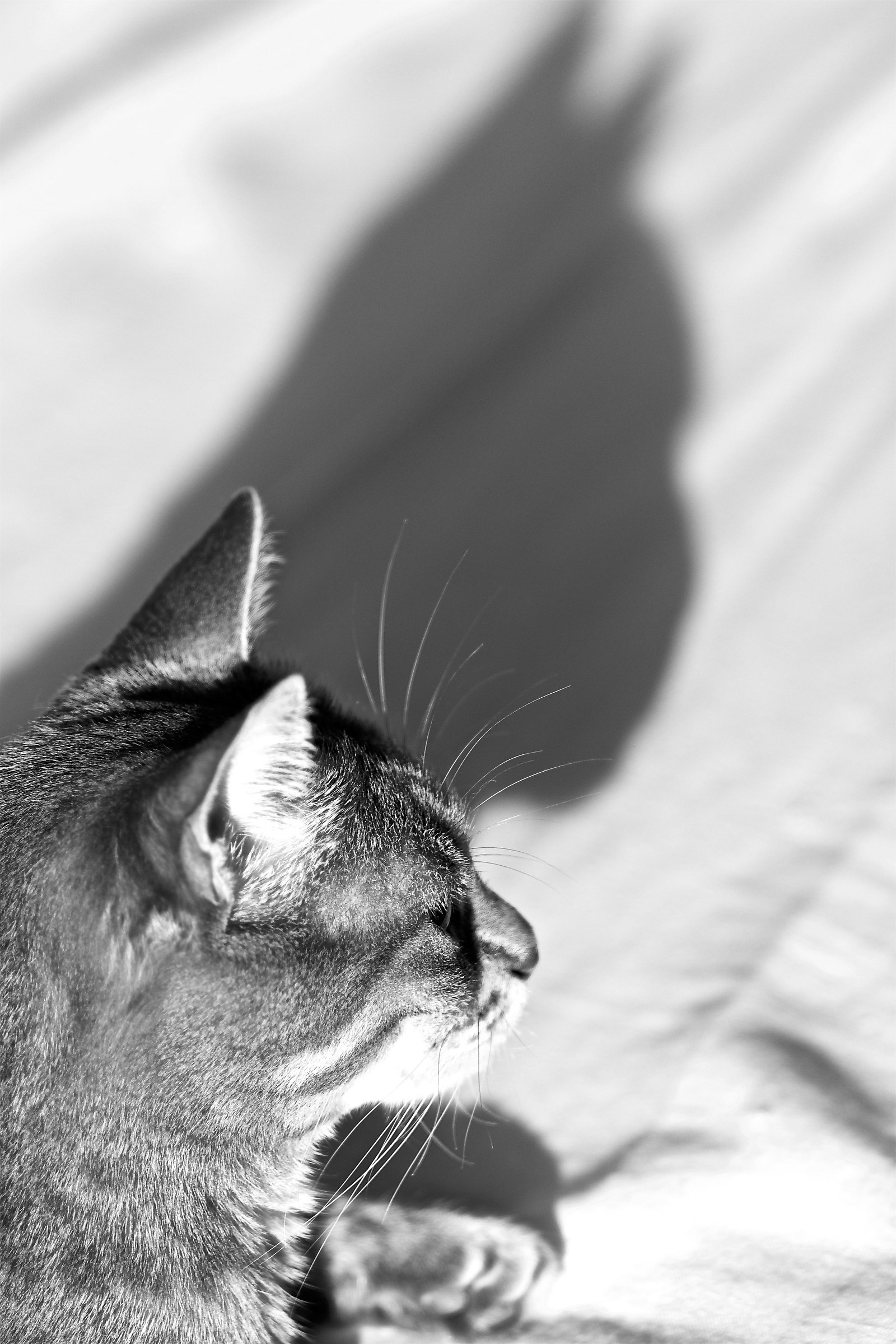 The Shadow of the Tiger