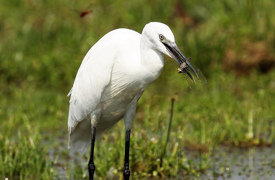 giochiamo a chi la becca in volo...