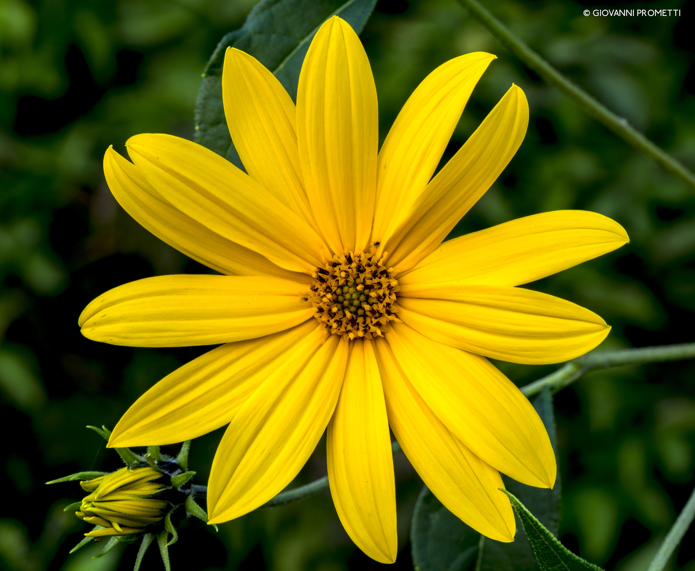 Helianthus Tuberosus