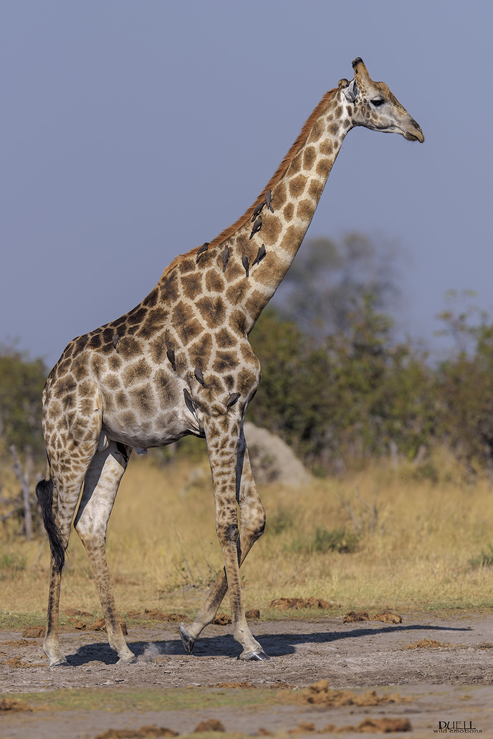 13 Bubeech and a giraffe