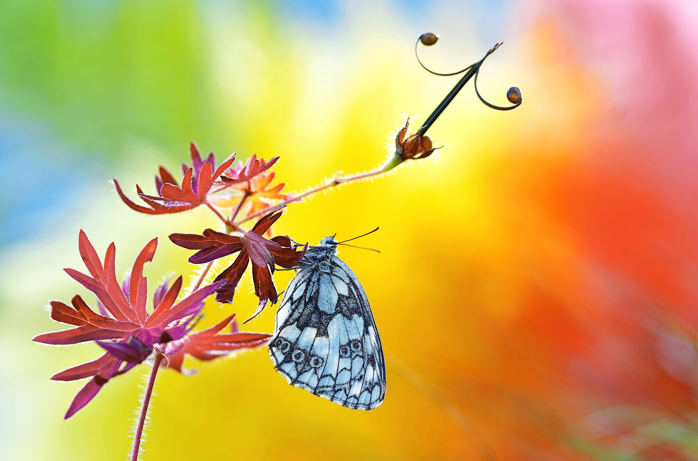 the country of colors