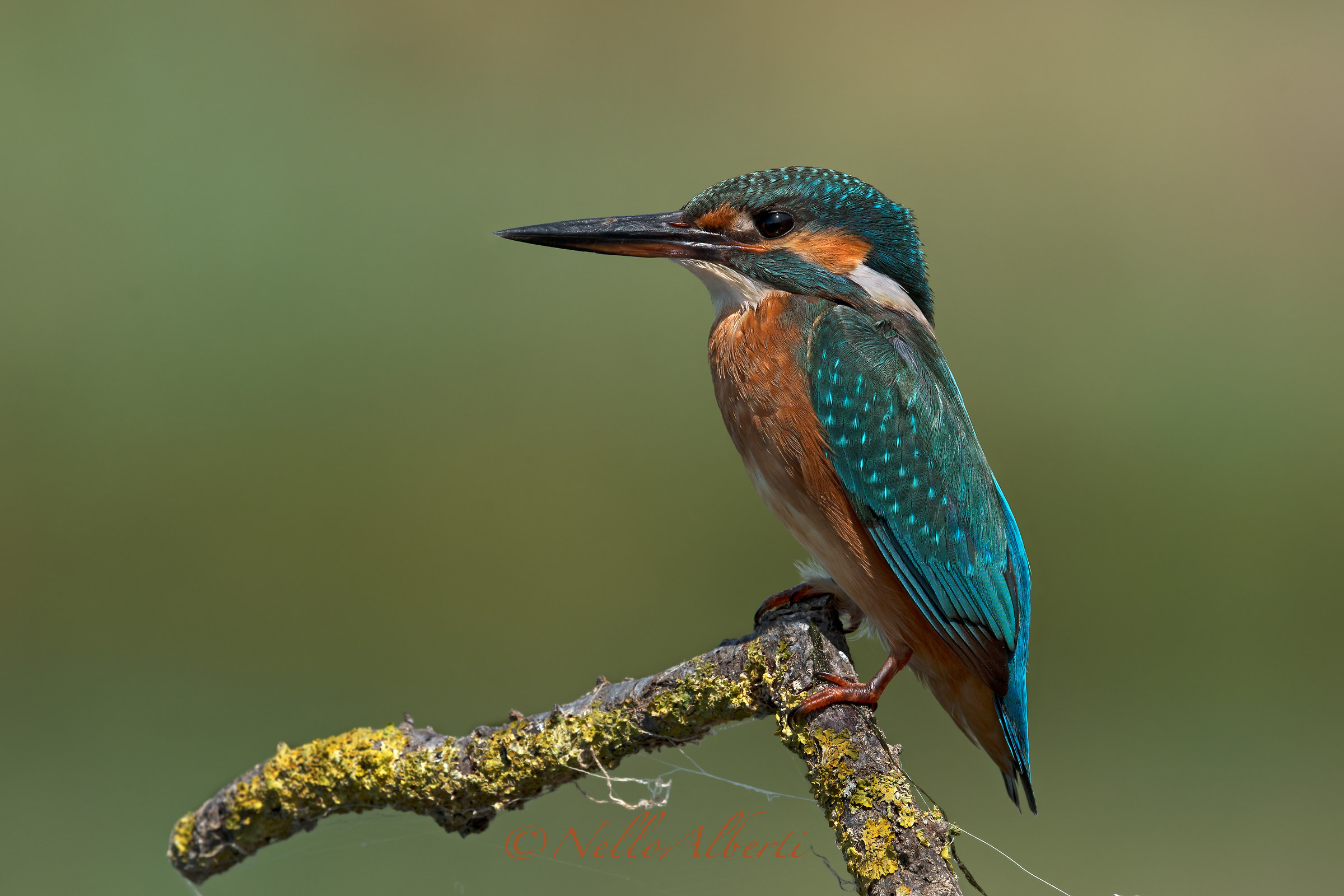 martino in hd  sett 2018