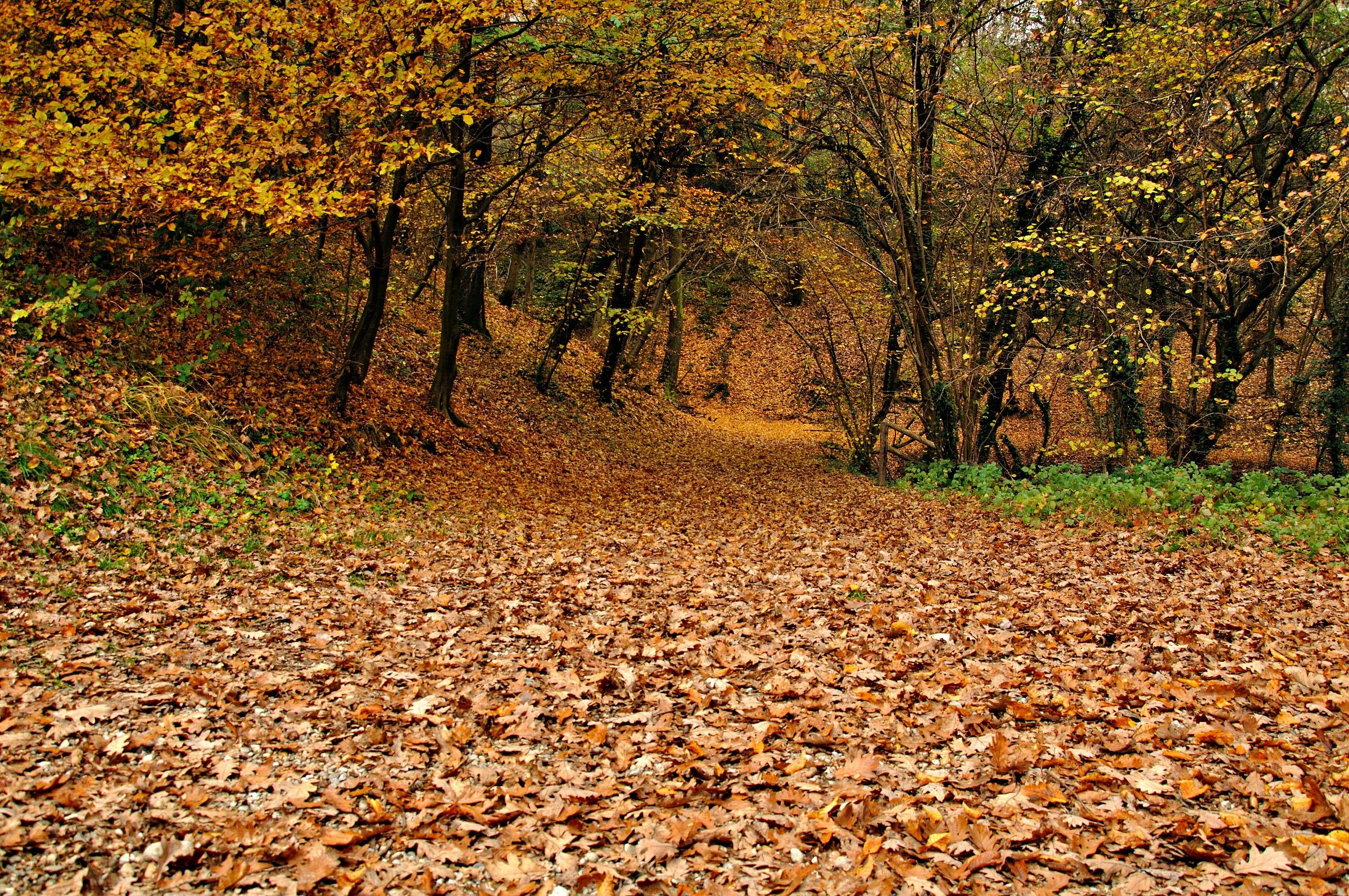 Il tappeto autunnale