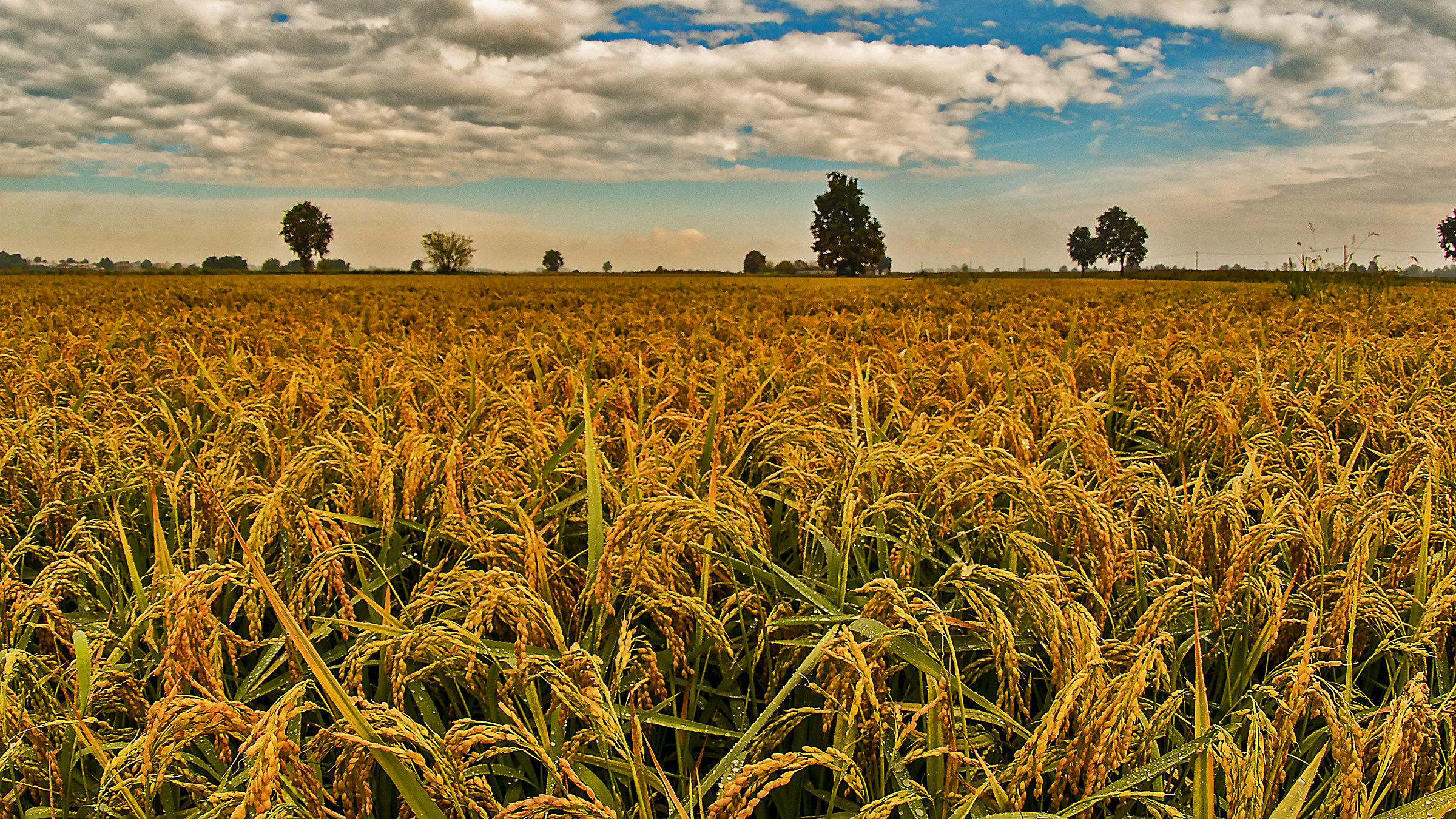 Riso maturo in una giornata uggiosa