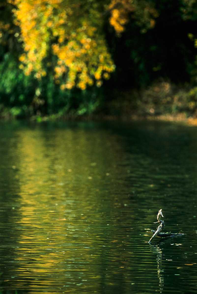 With the light that remains