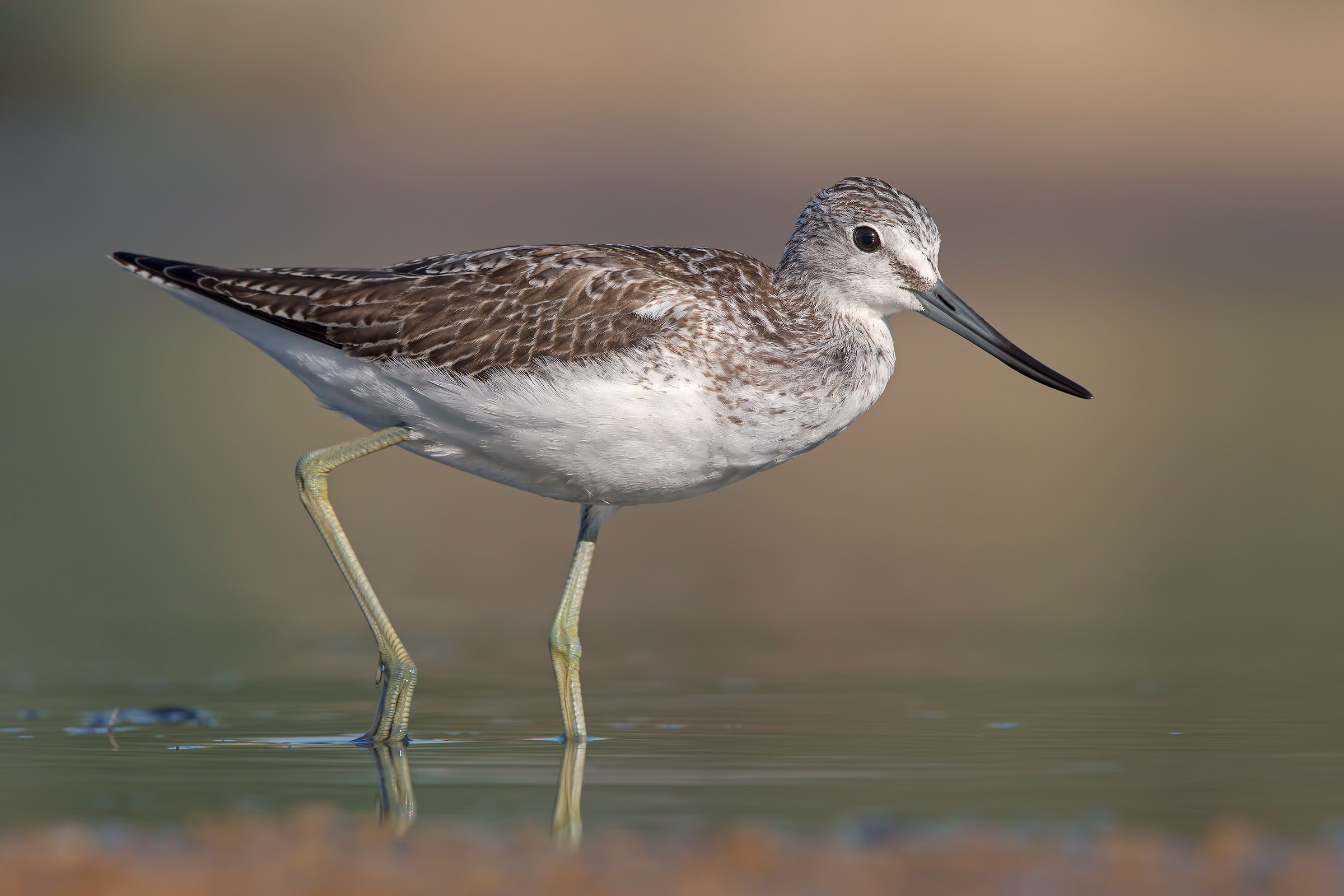 Greenshank