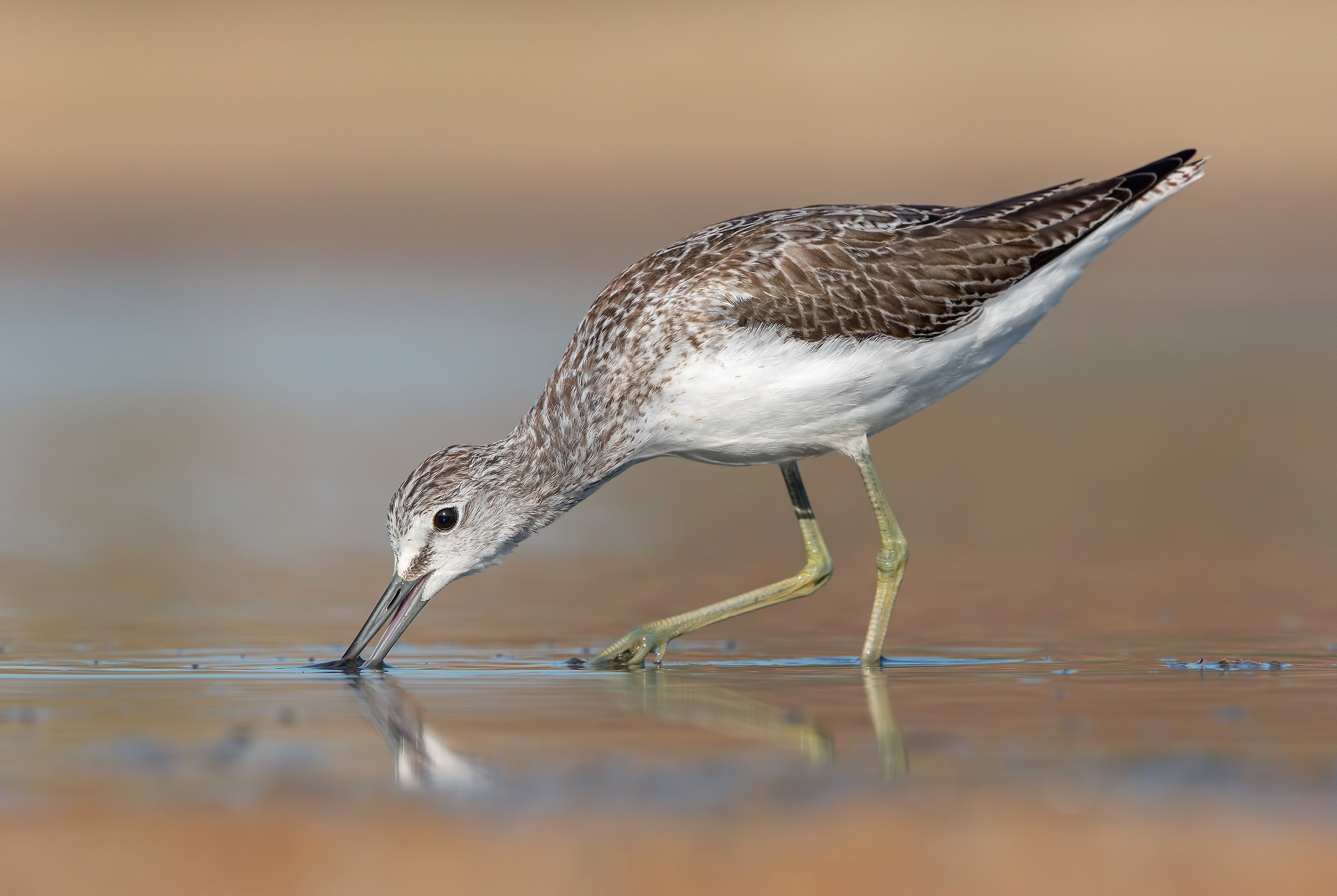 Greenshank