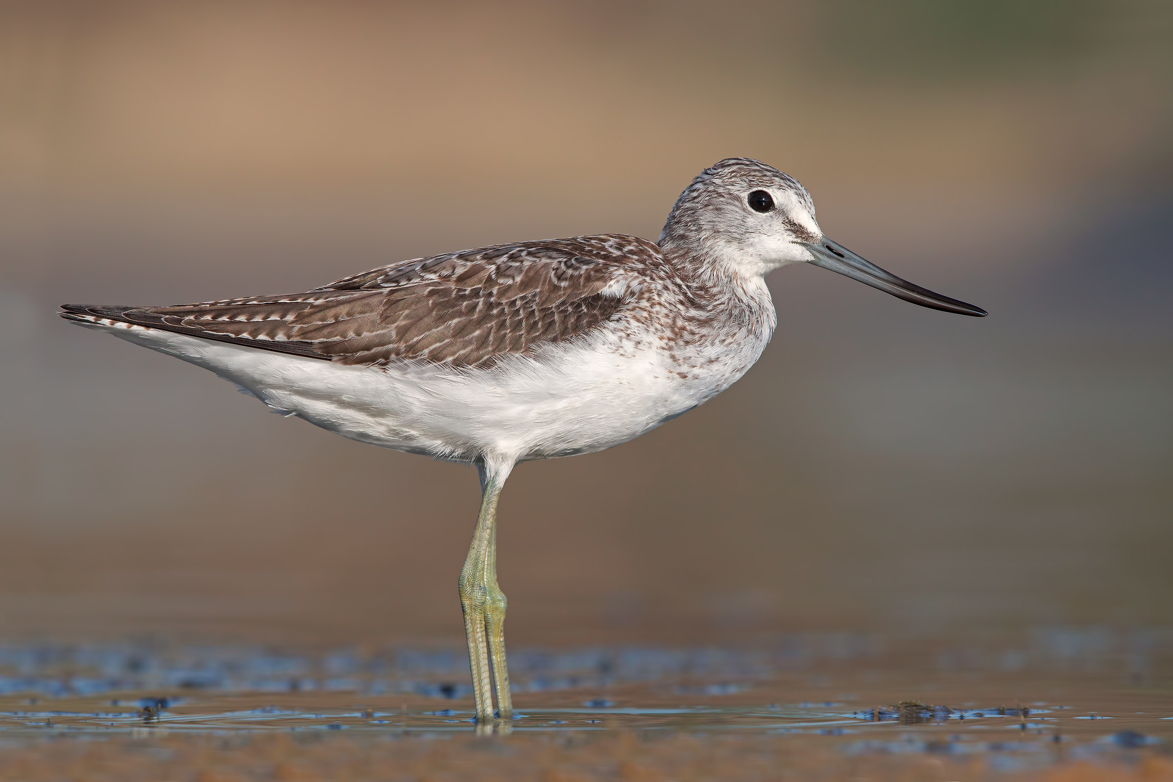 Greenshank
