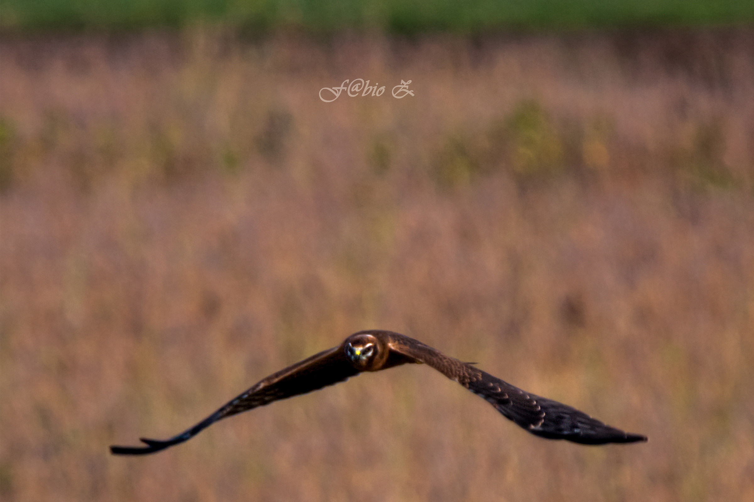 Royal Albanella in Flight 1