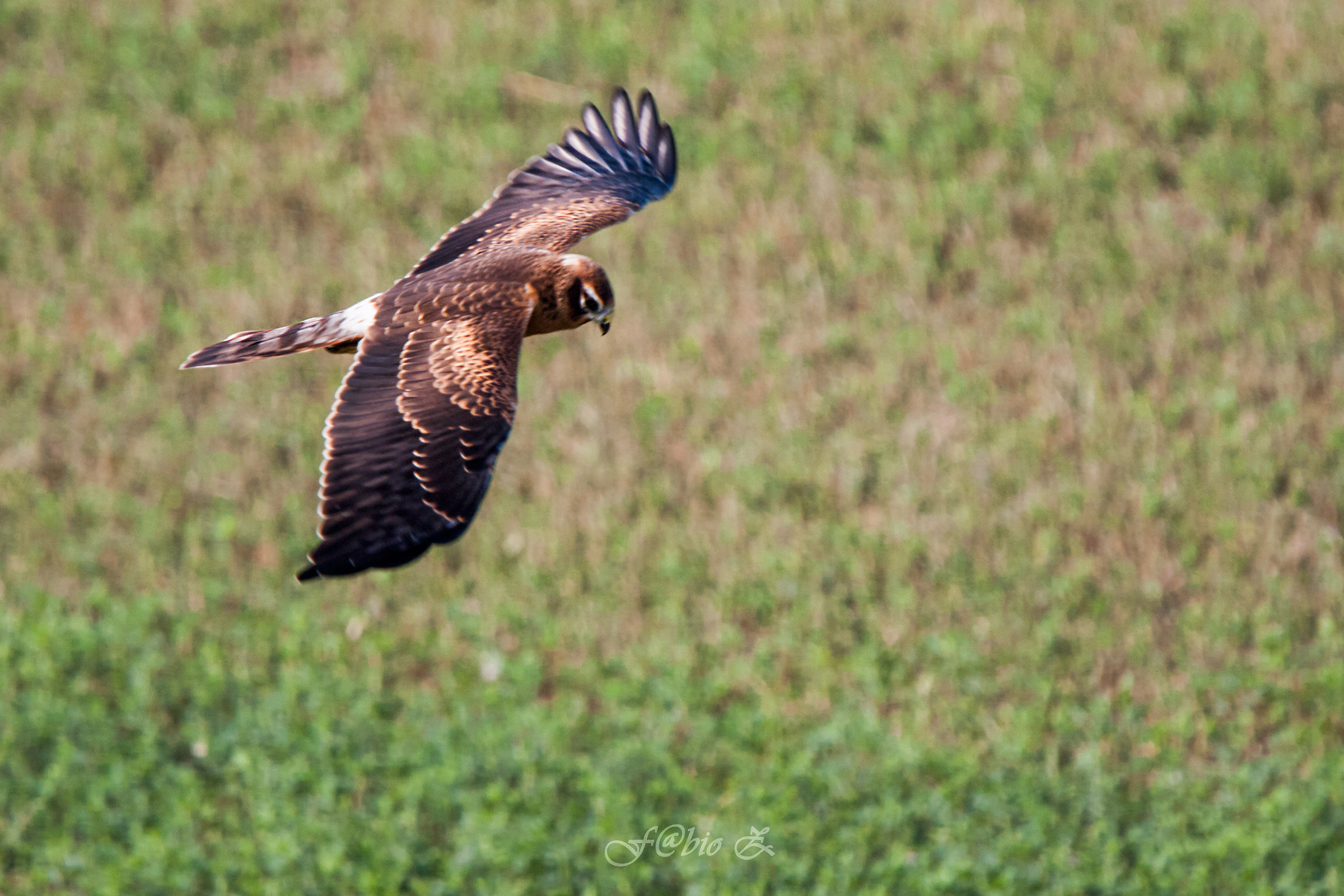 Royal Albanella in Flight 2