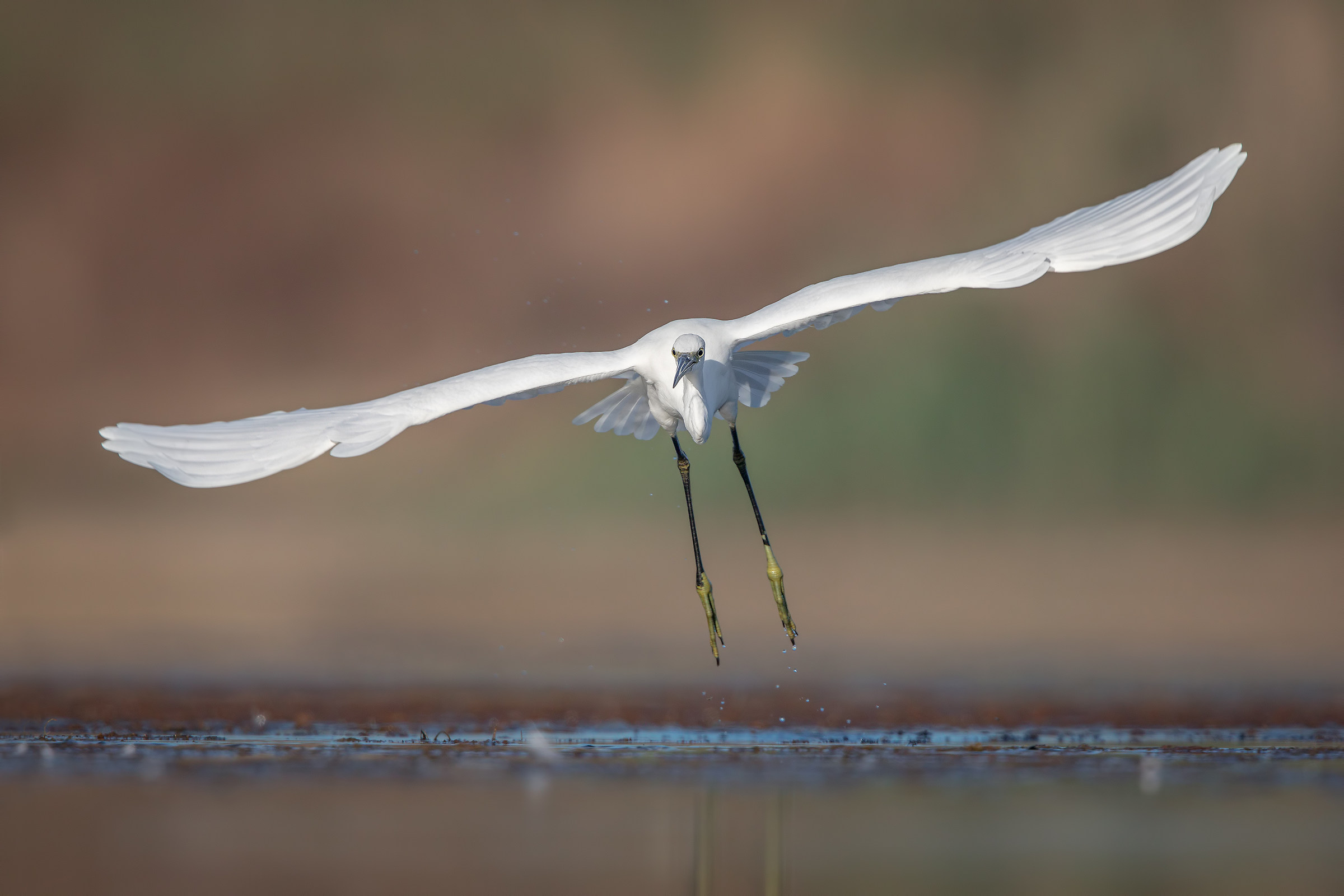 Egret