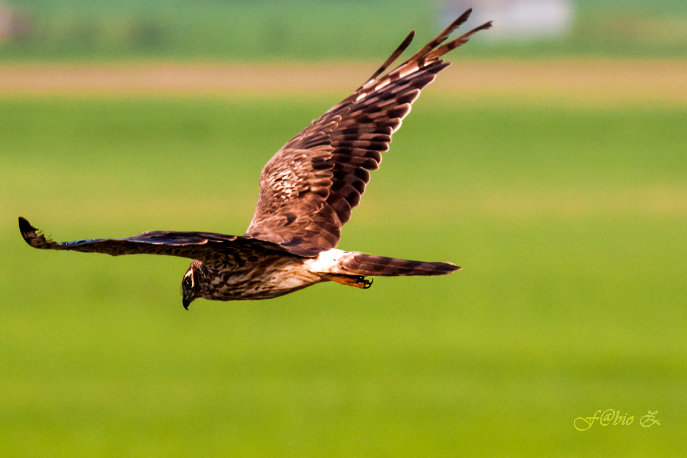 Albanella Minor Female