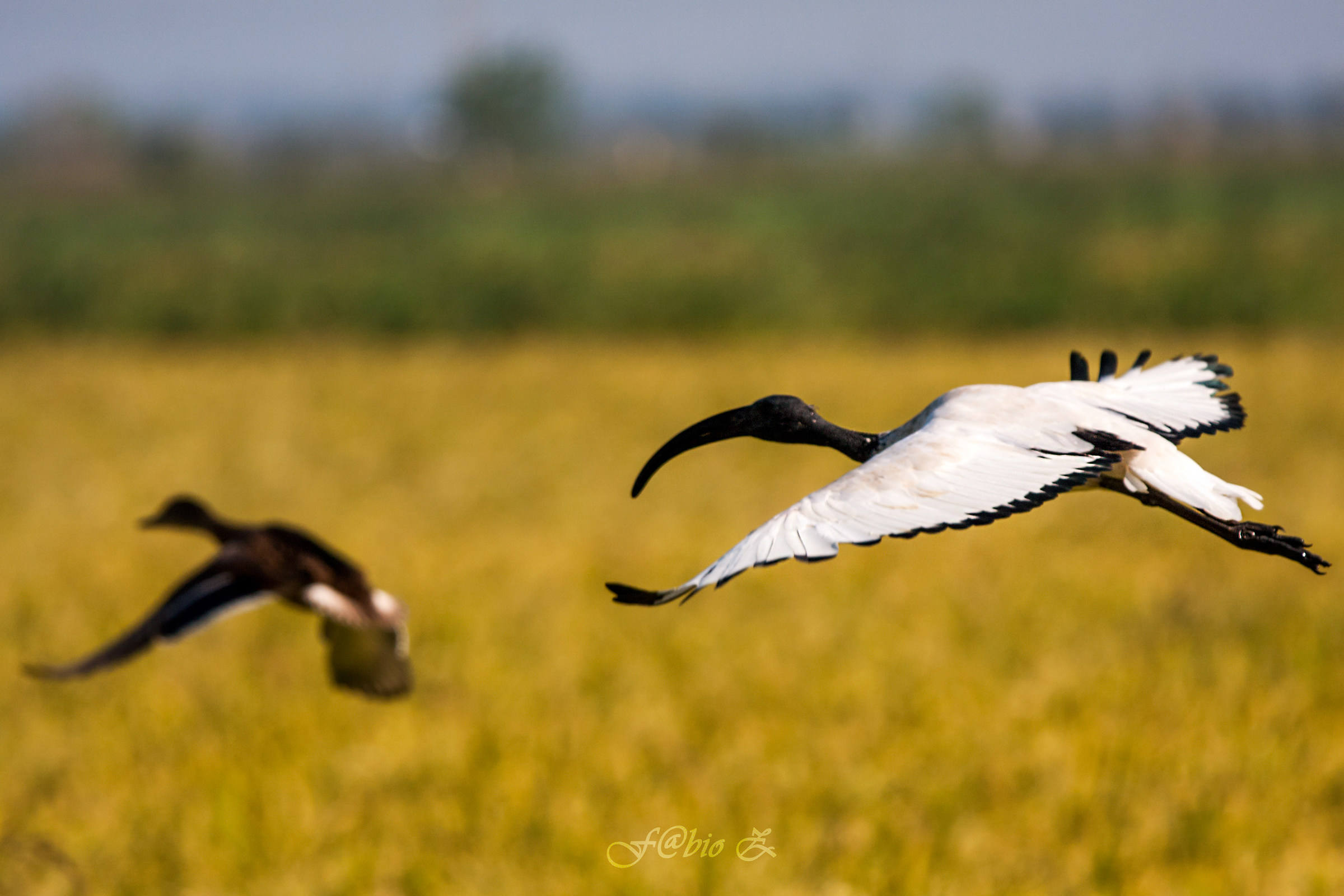 Sacred ibis with Duck in the background