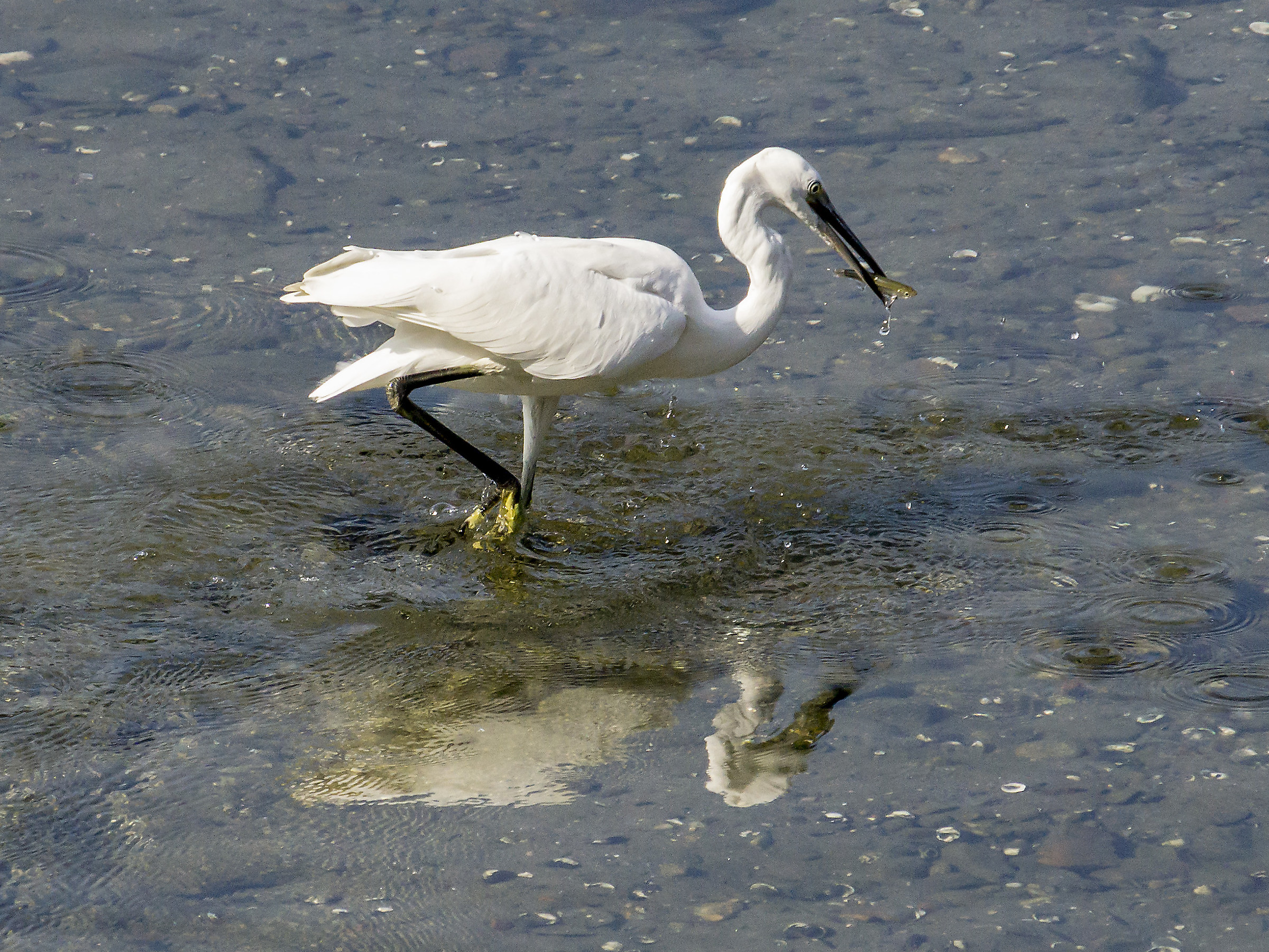 Garzetta che divora un pesciolino