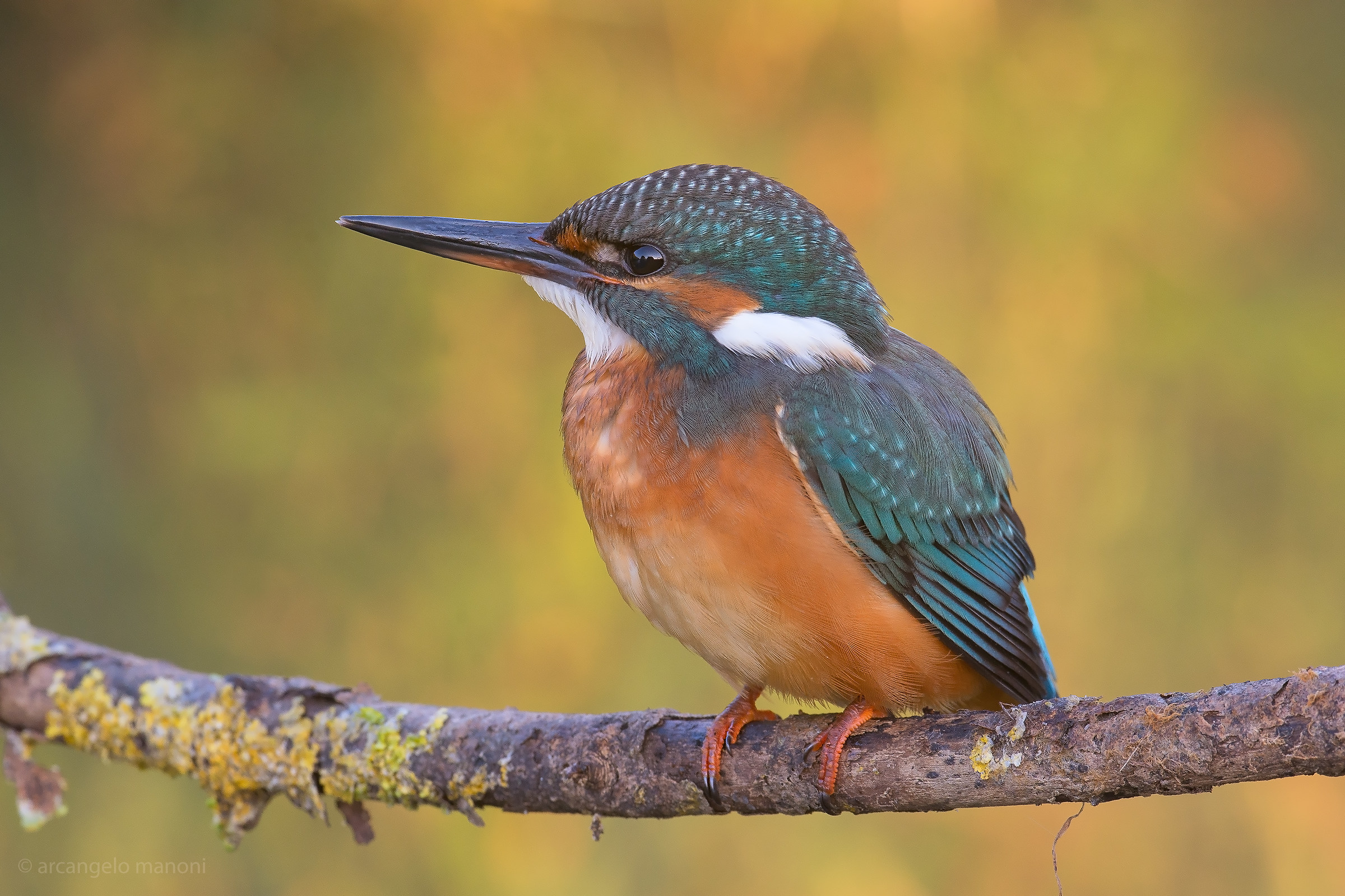 A Martina on the Reflections of autumn
