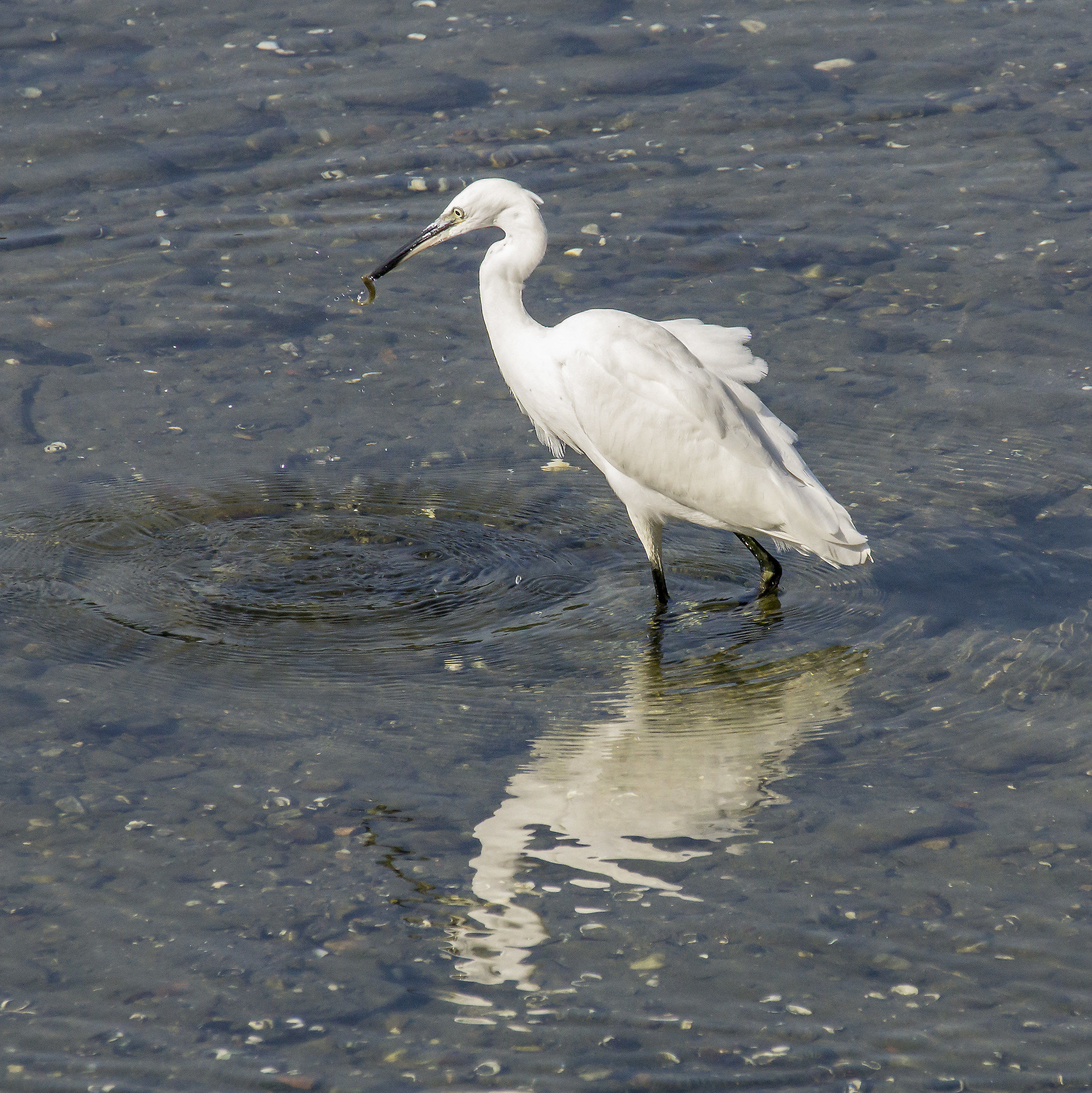 Garzetta che divora un pesciolino