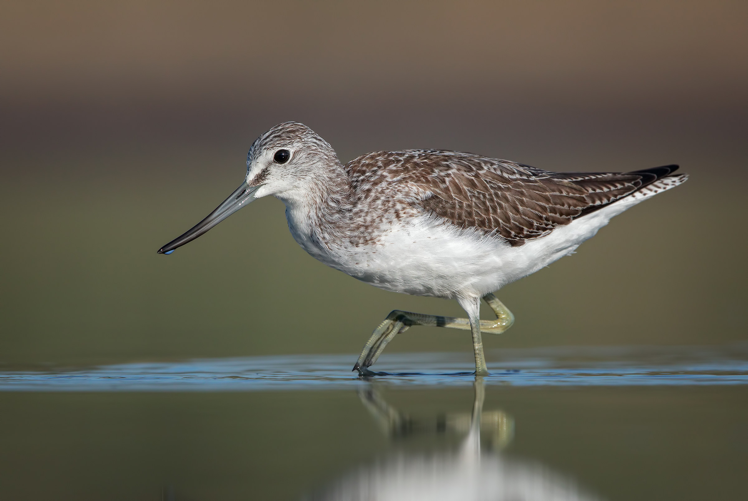 Greenshank