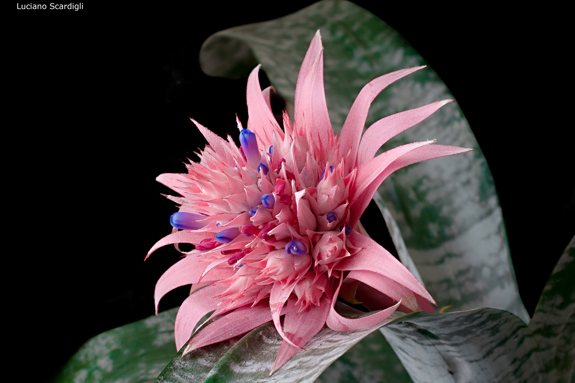 Aechmea fasciata,MG_8191