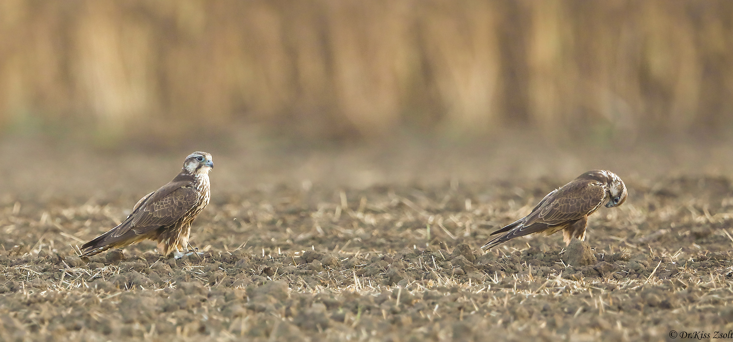 Sakè su un stabble-Field