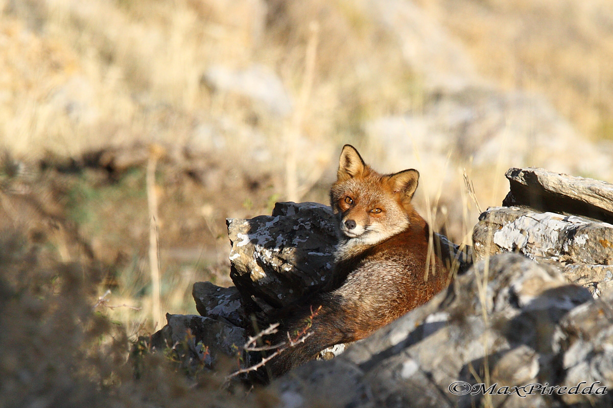 Volpe appena svegliata