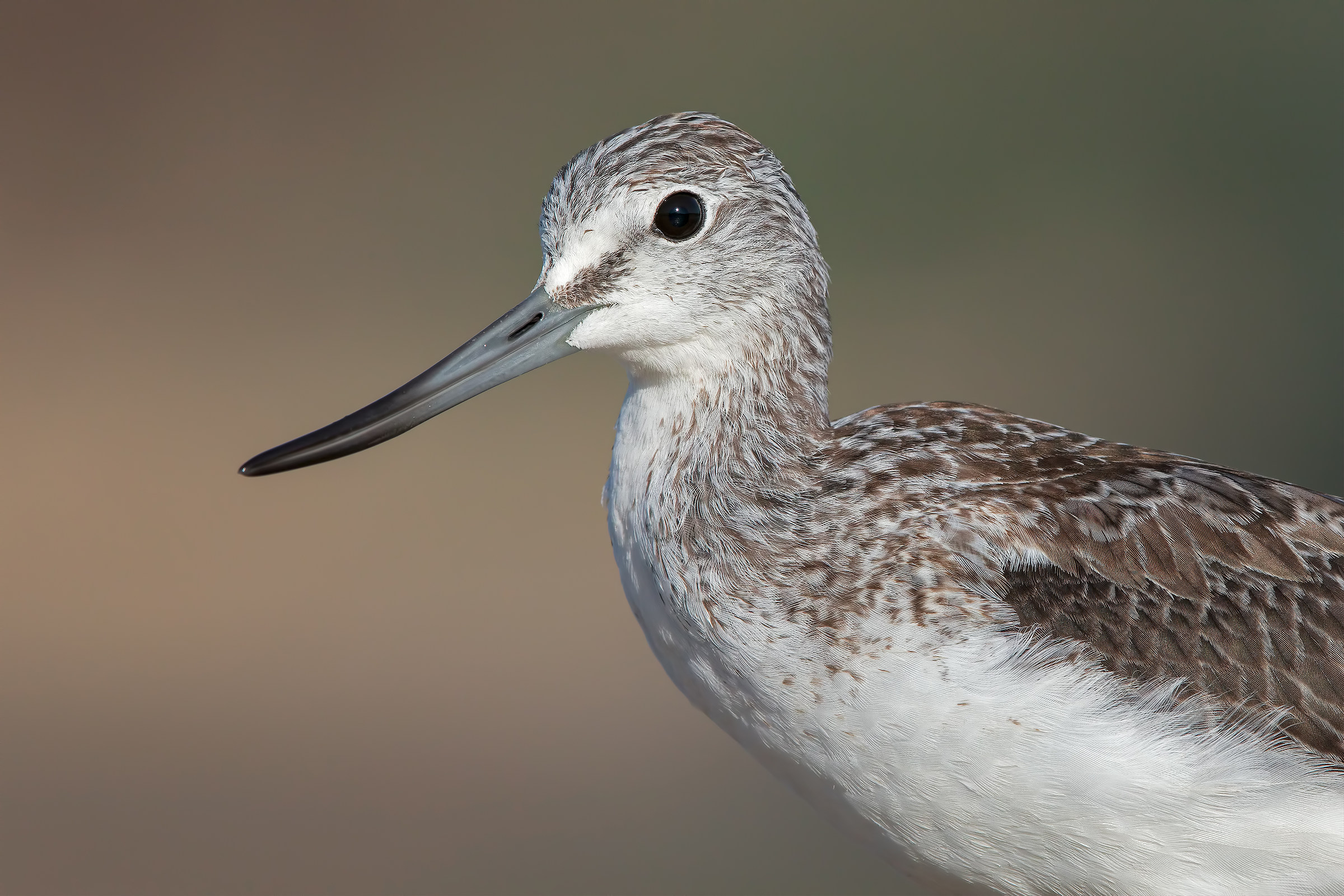 Portrait of Greenshank
