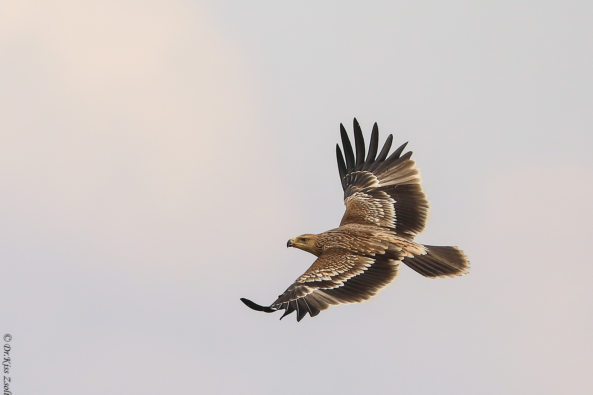 Aquila imperiale giovanile