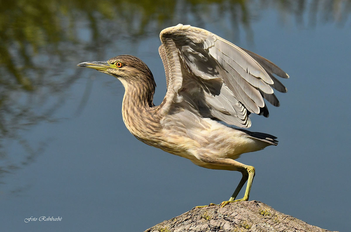The Night Heron takes off...