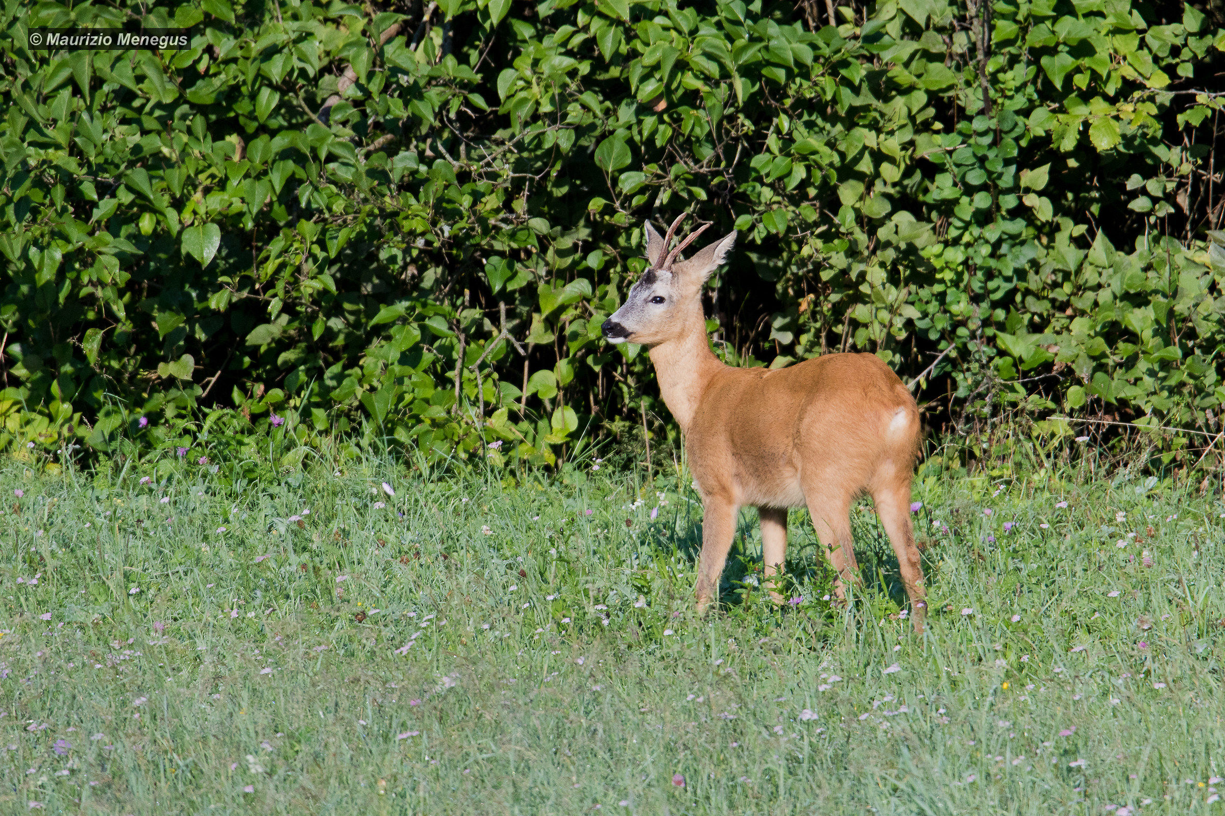 Male roe deer in the sun