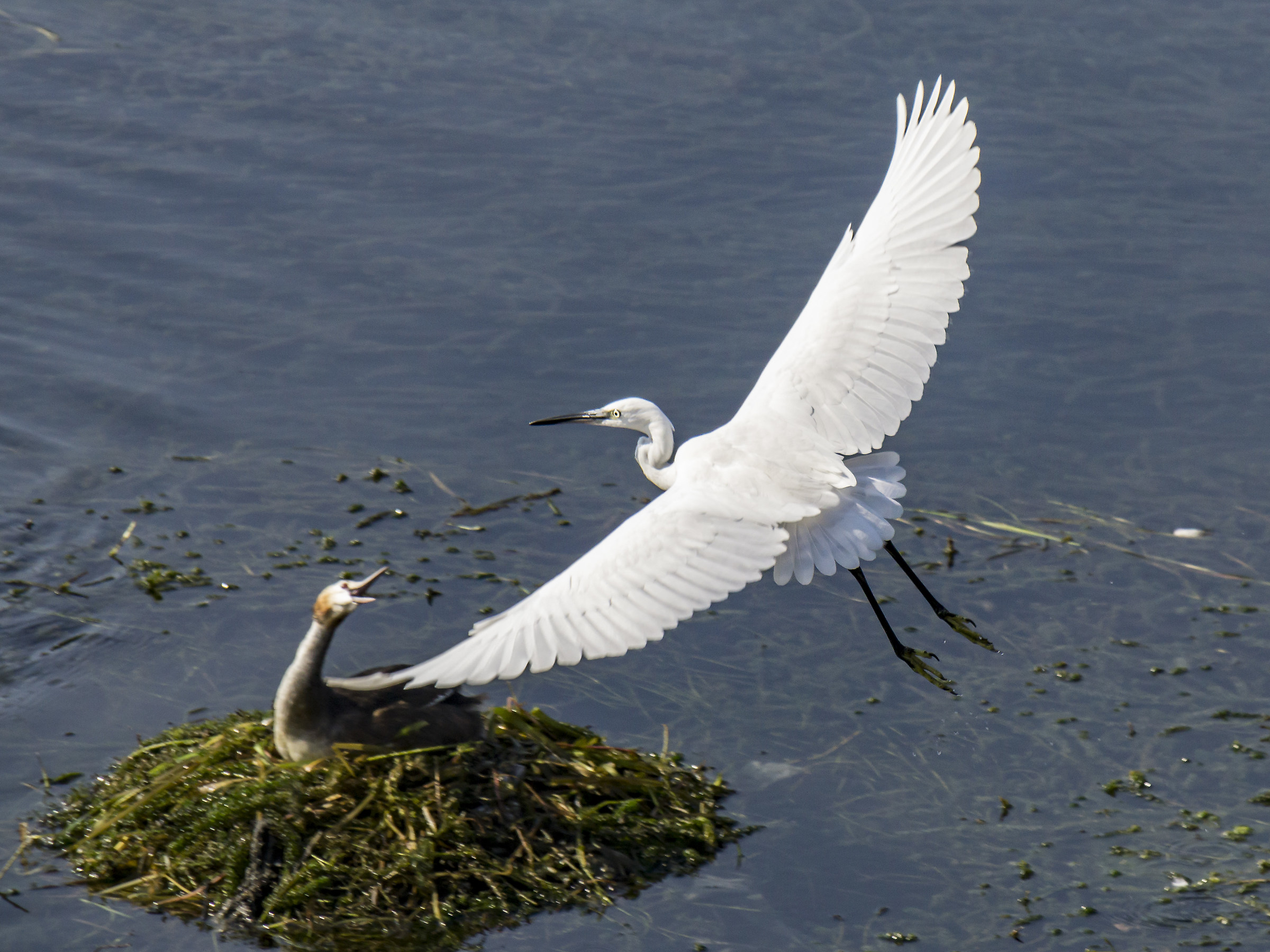 Garzetta che sorvola un nido di svassi