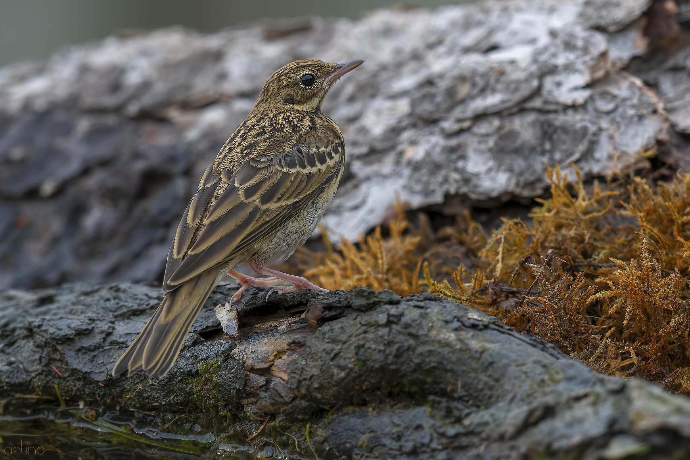 Tree Pipit