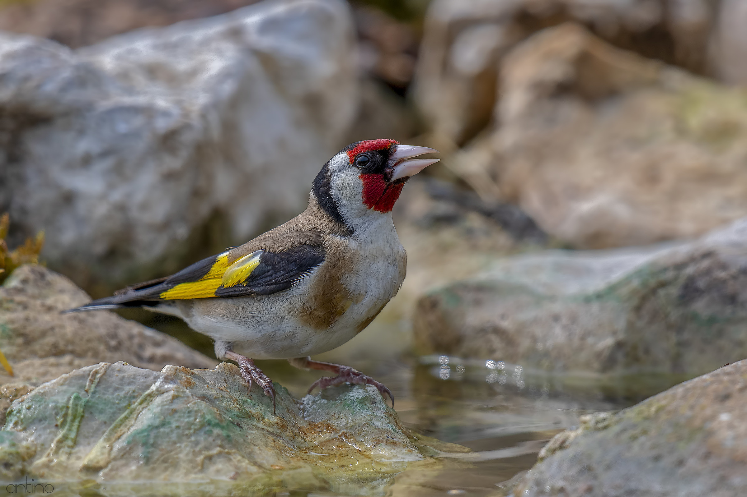 Goldfinch