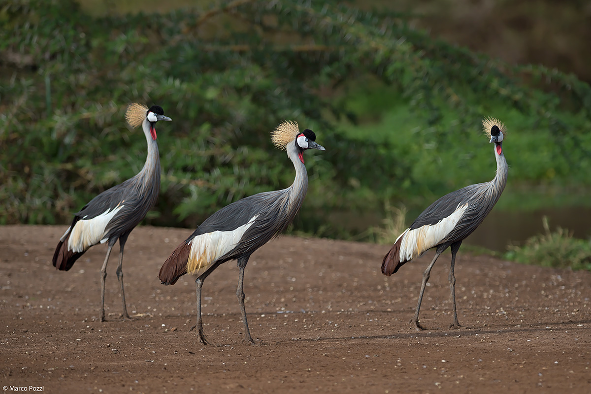 Le gru di Tsavo Ovest