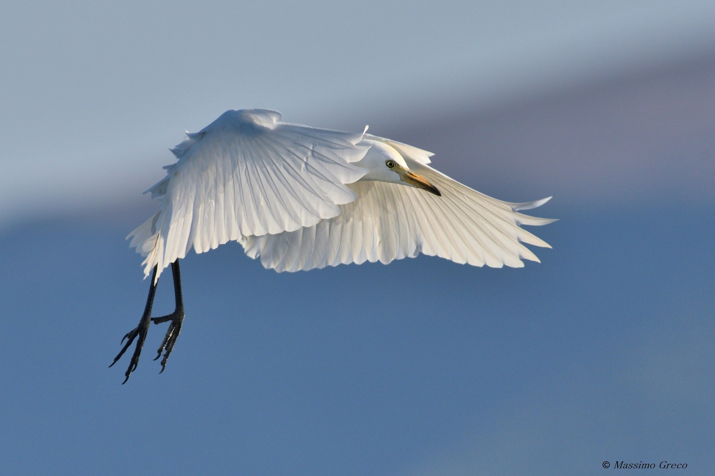 Airone guardabuoi (Bubulcus ibis)