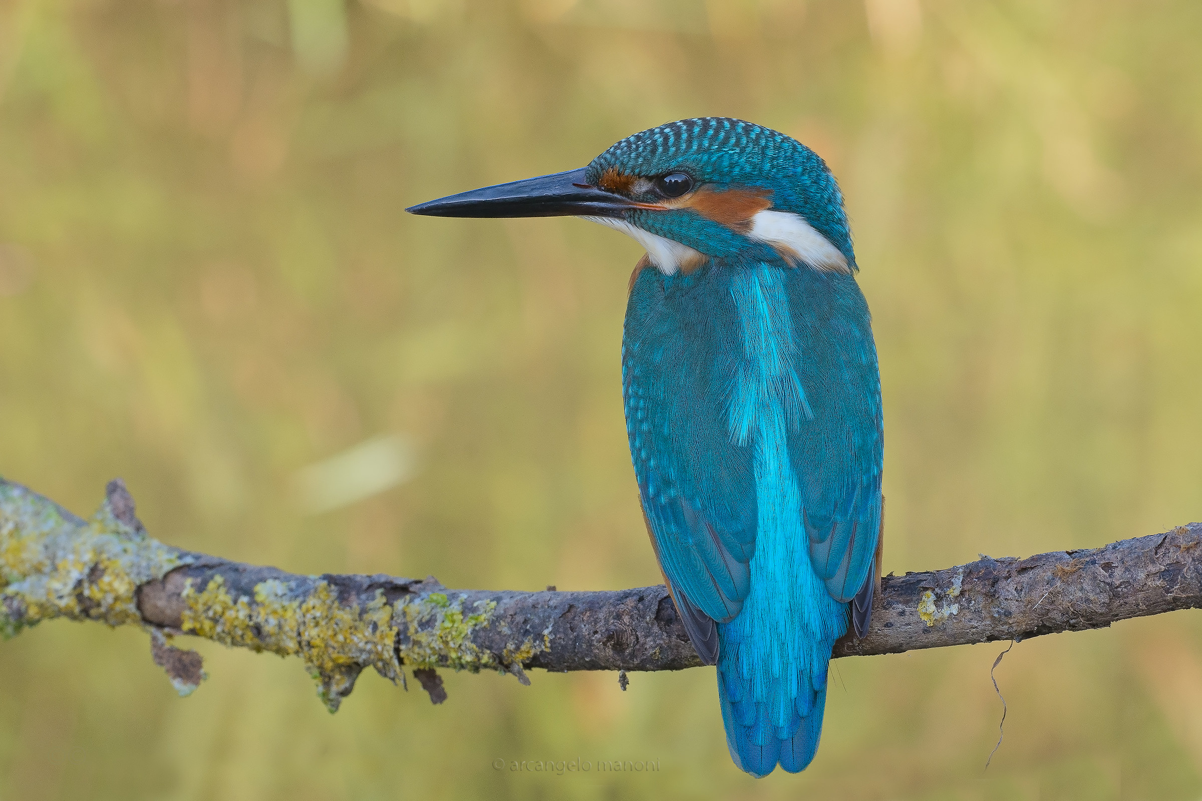 Still a male specimen of Kingfisher